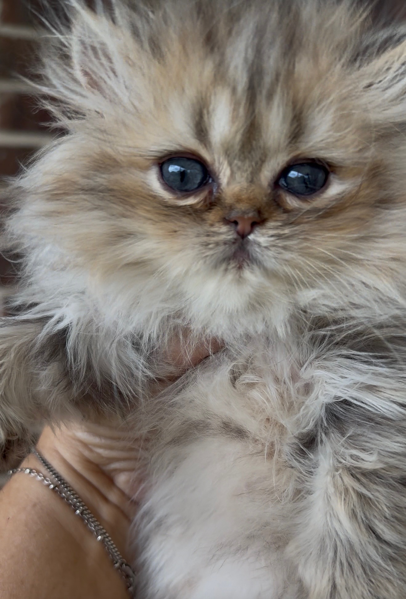 Front close-up of the same Lucy