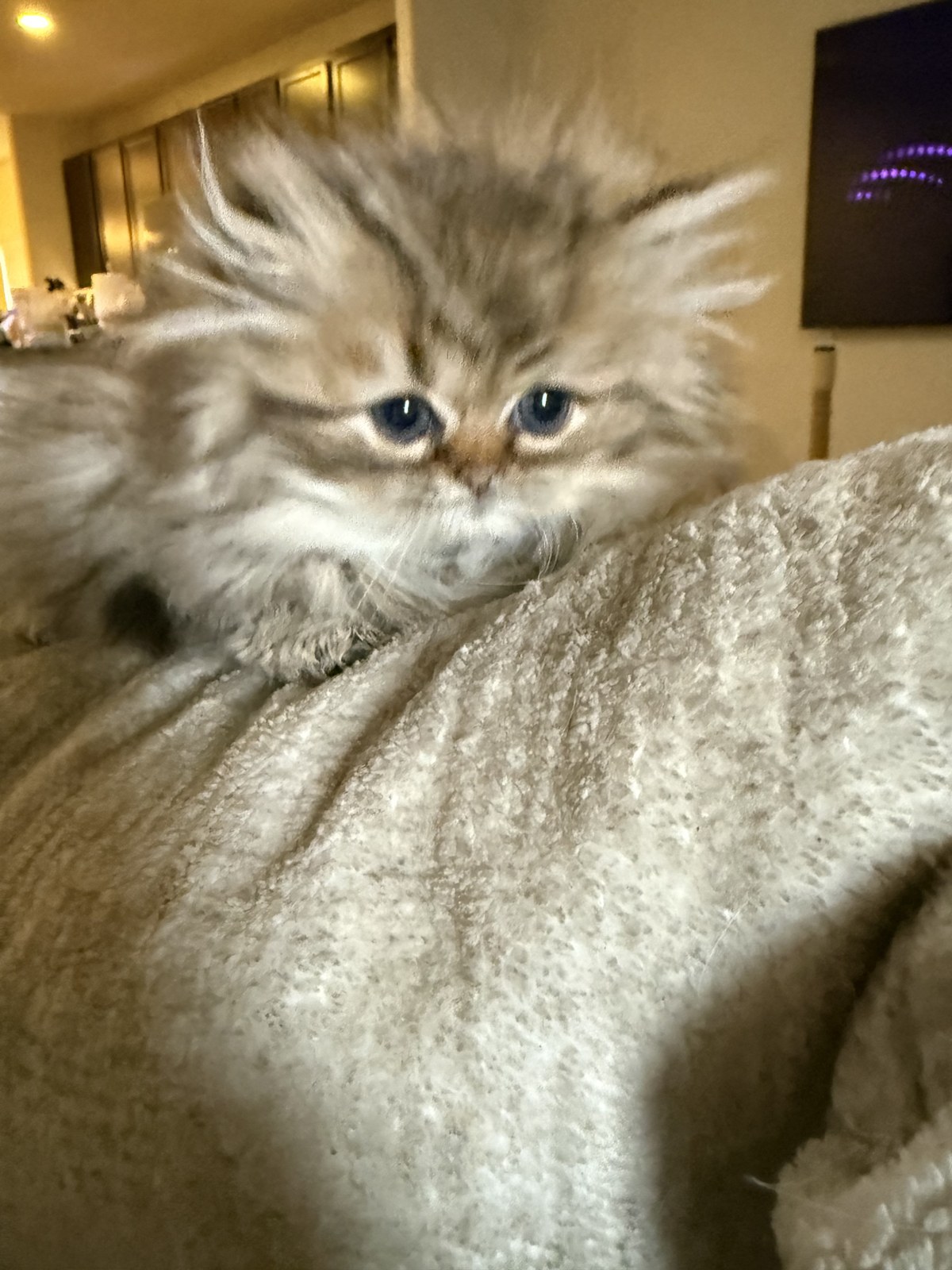 Bella, male Golden Persian kitten, photo 1