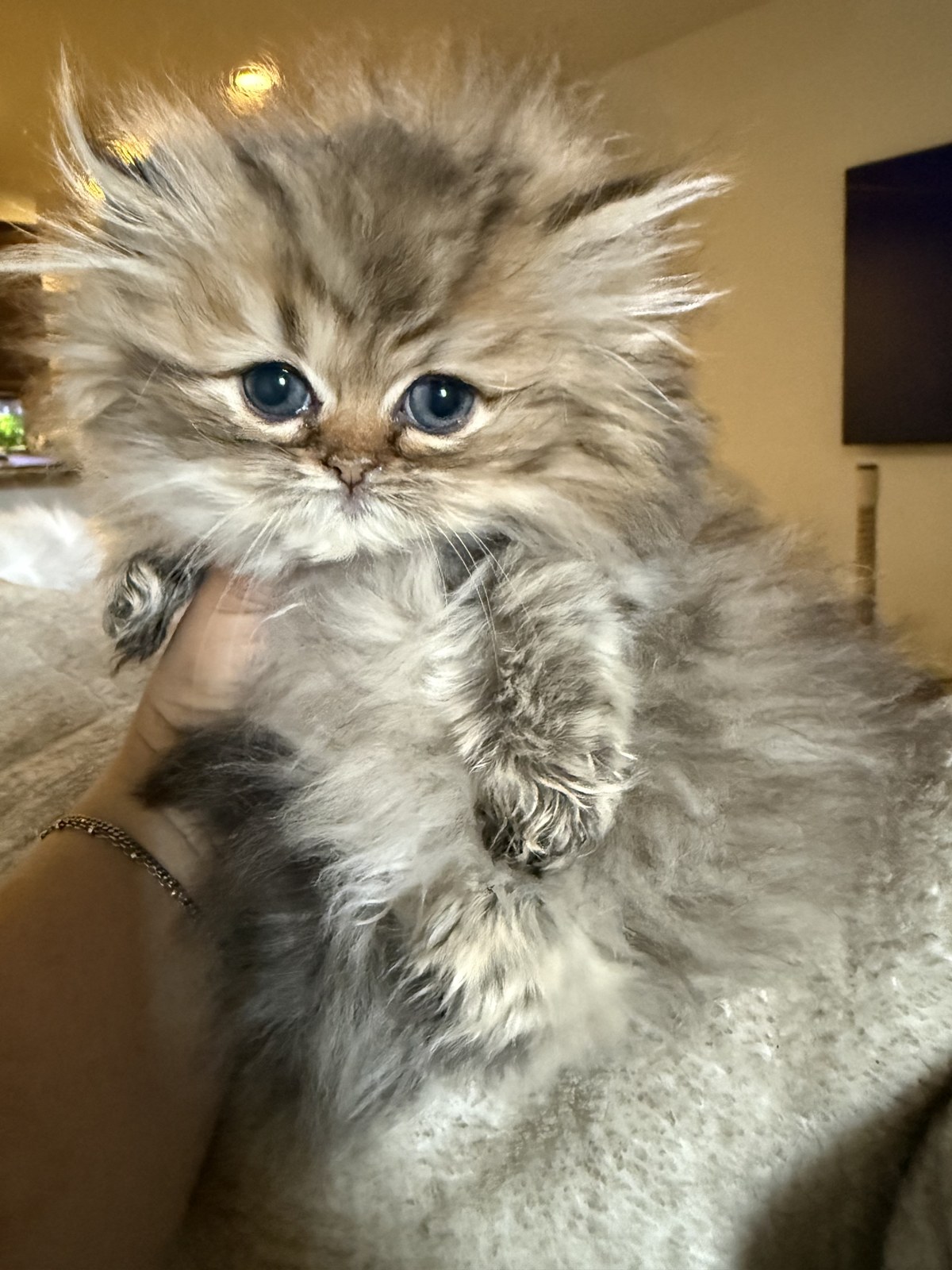 Bella, male Golden Persian kitten, photo 2