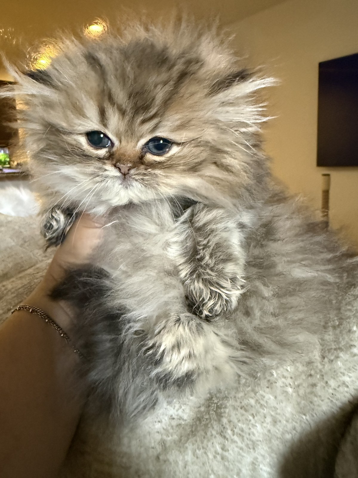 Bella, a male Golden Persian kitten, 10 weeks old