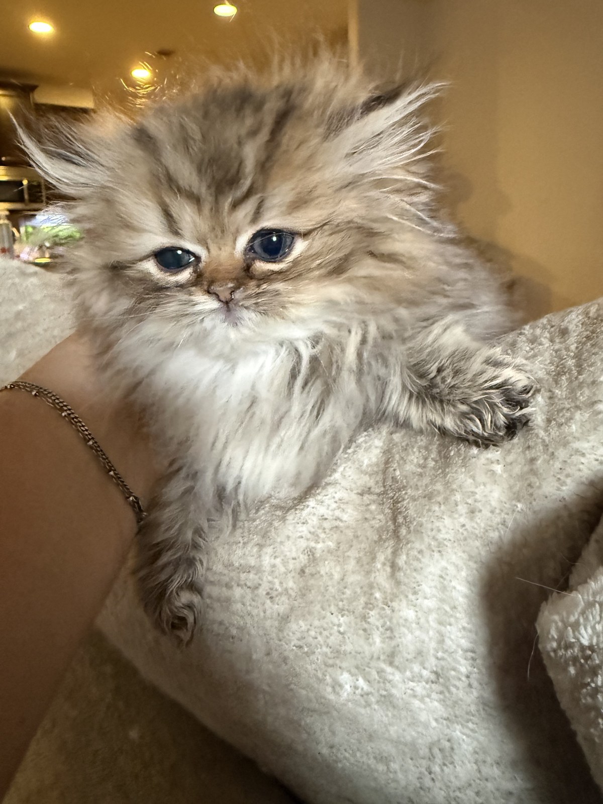 Bella, male Golden Persian kitten, photo 4