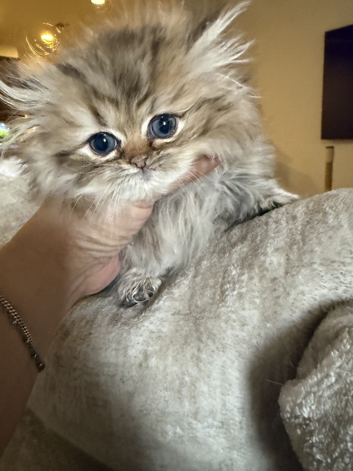 Bella, male Golden Persian kitten, photo 5