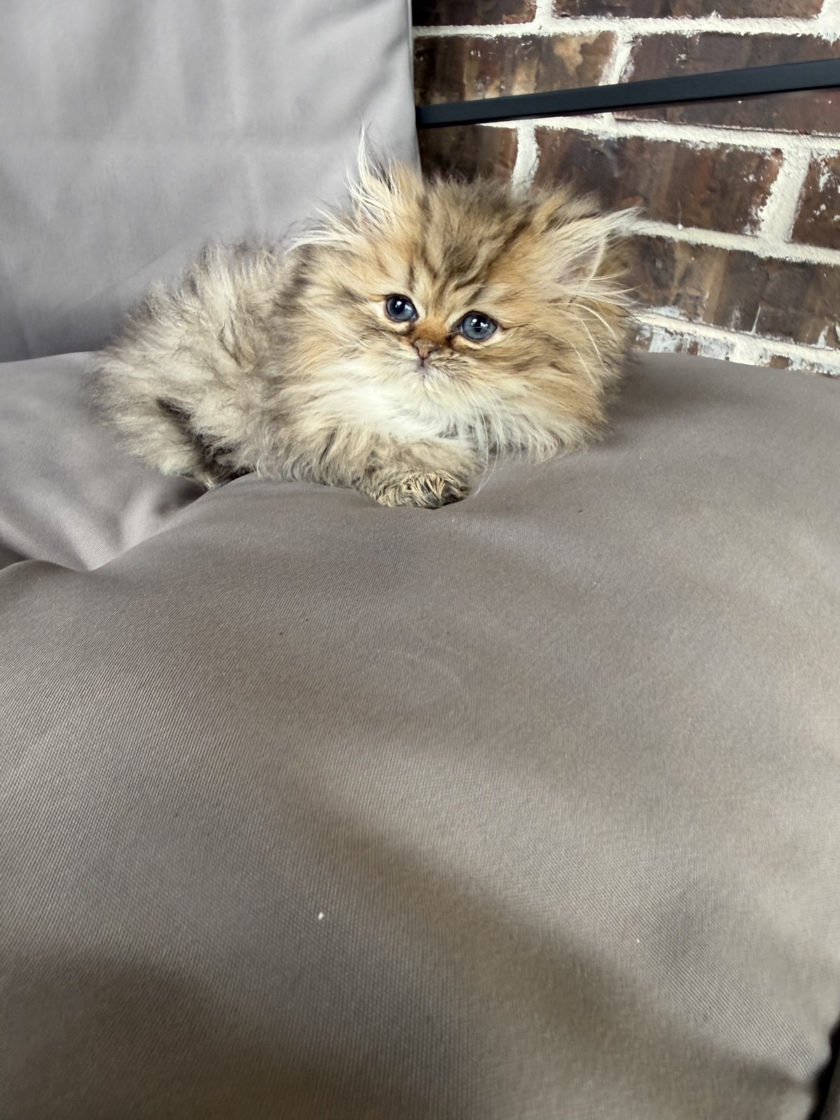 Bella, male Golden Persian kitten, photo 6
