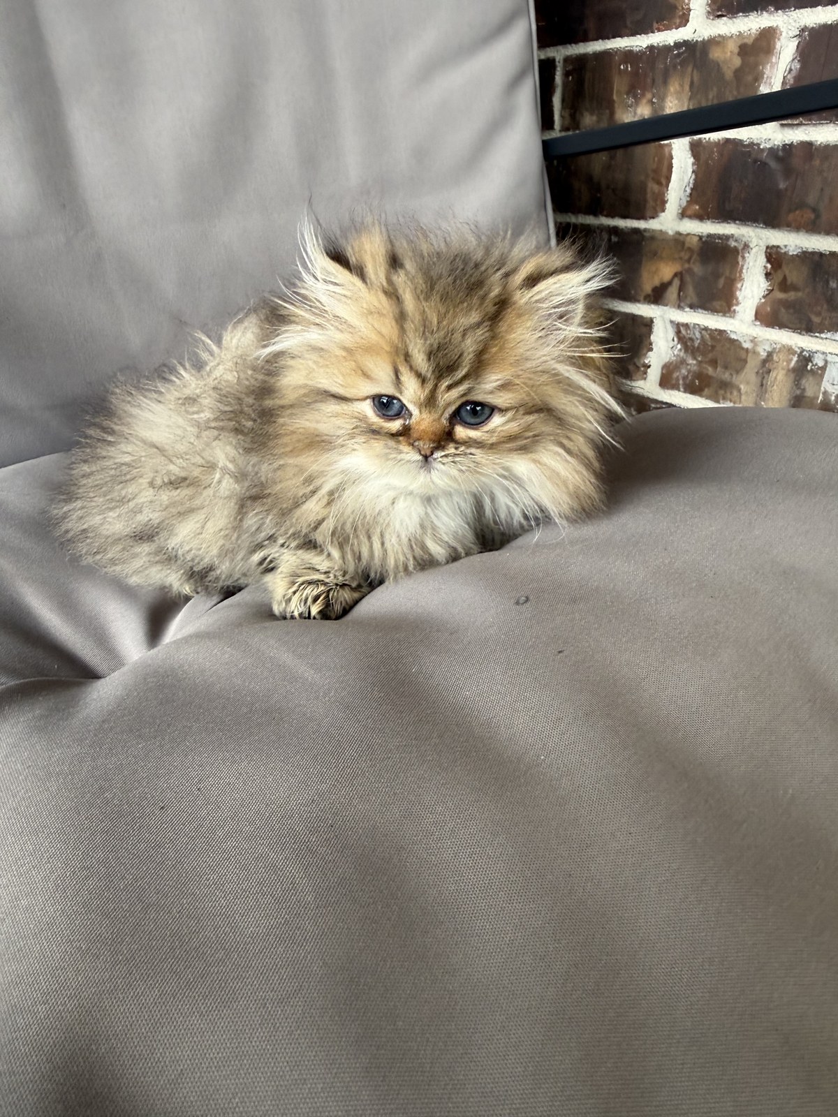 Bella, male Golden Persian kitten, photo 7
