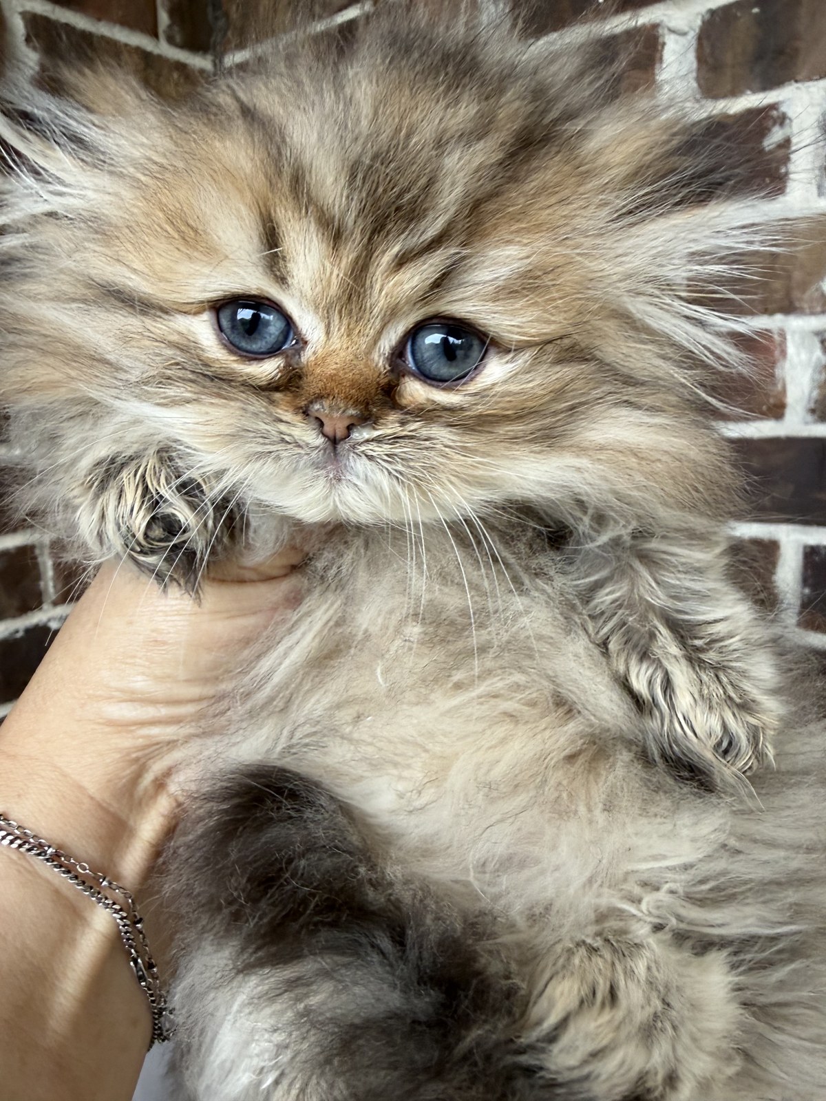 Bella, male Golden Persian kitten, photo 8