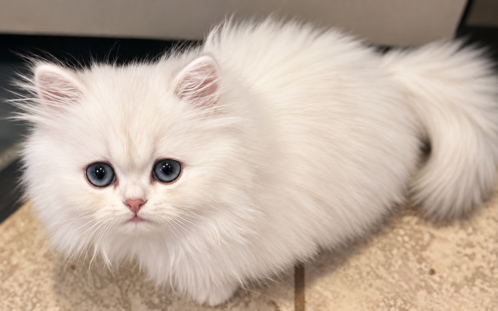 Celeste, a female Shaded Silver Persian kitten, resting