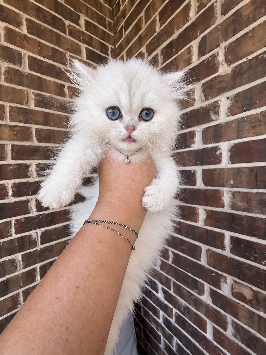 Celeste, female Shaded Silver Persian kitten, 10 weeks old