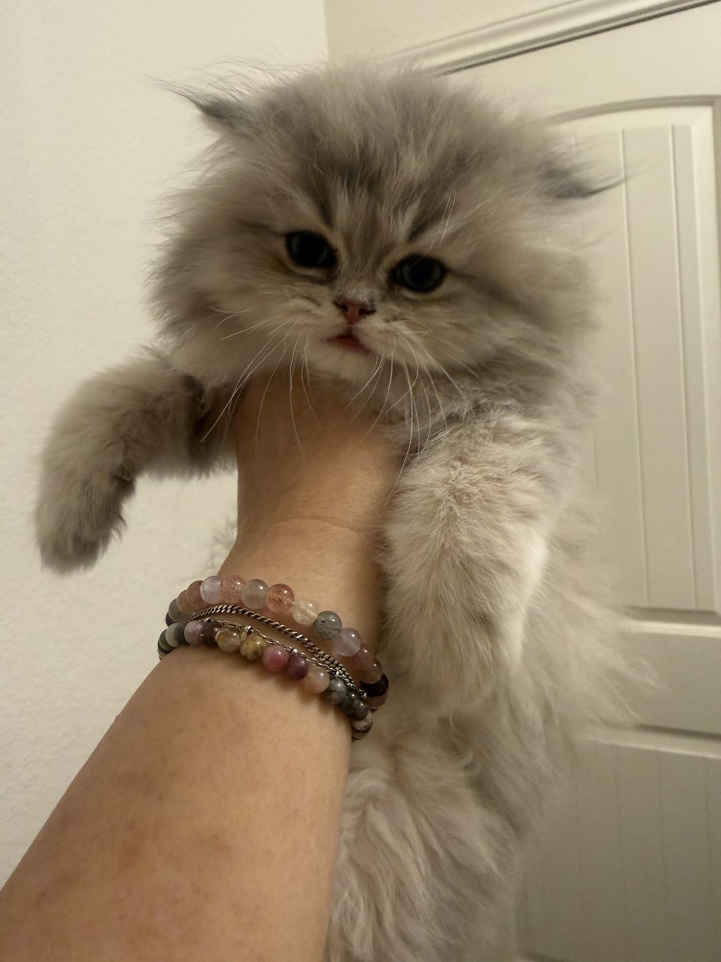 Persian kitten held gently at home — now in a forever home