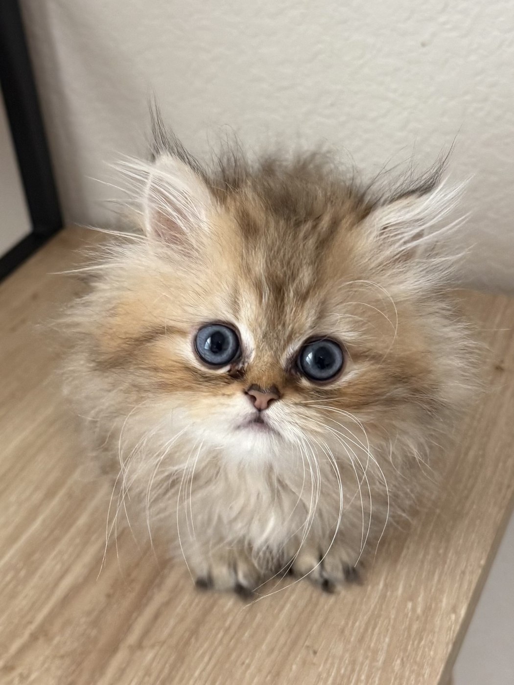 Golden Persian kitten portrait — now in a forever home