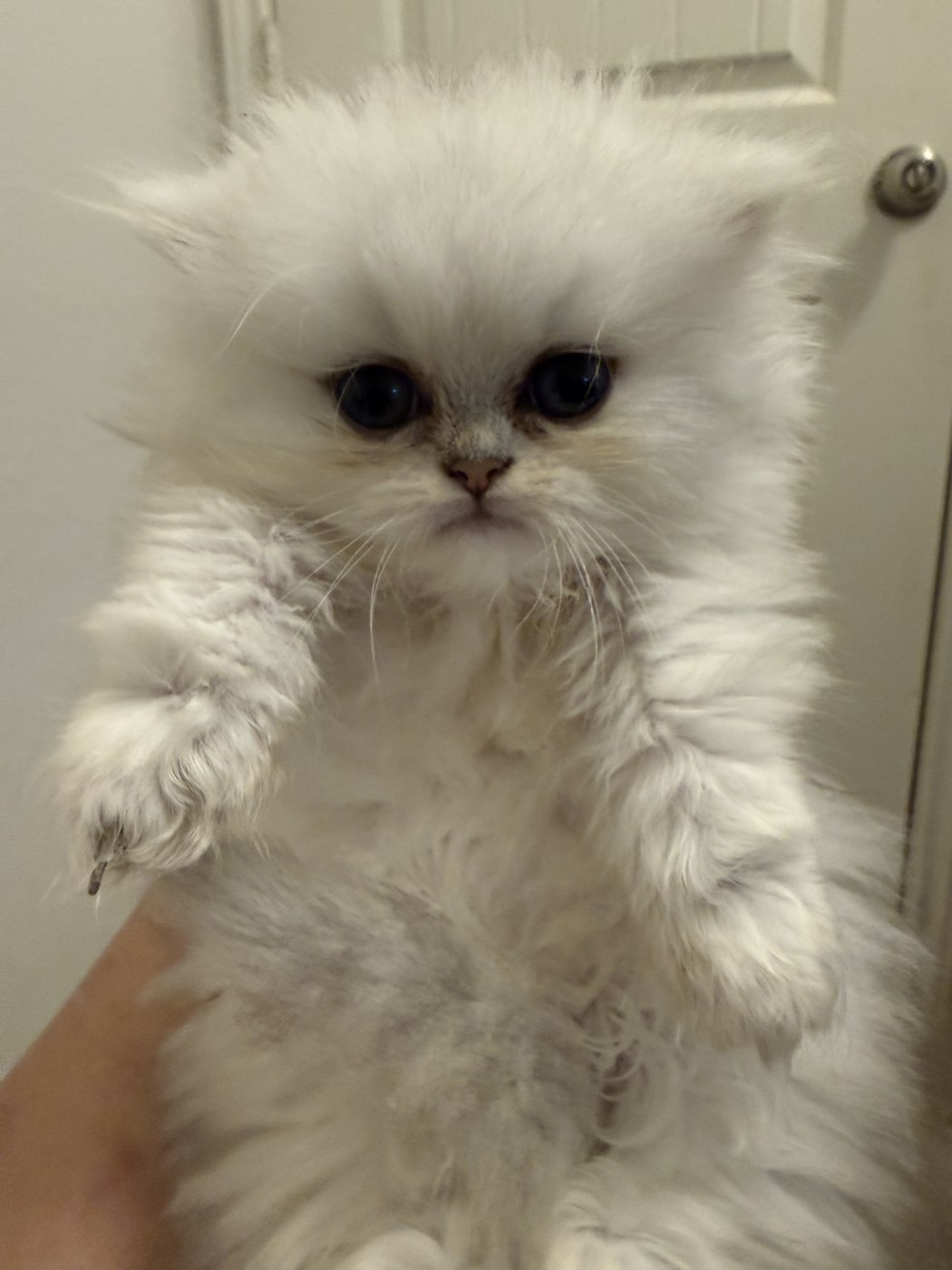 White Persian kitten held gently — now in a forever home