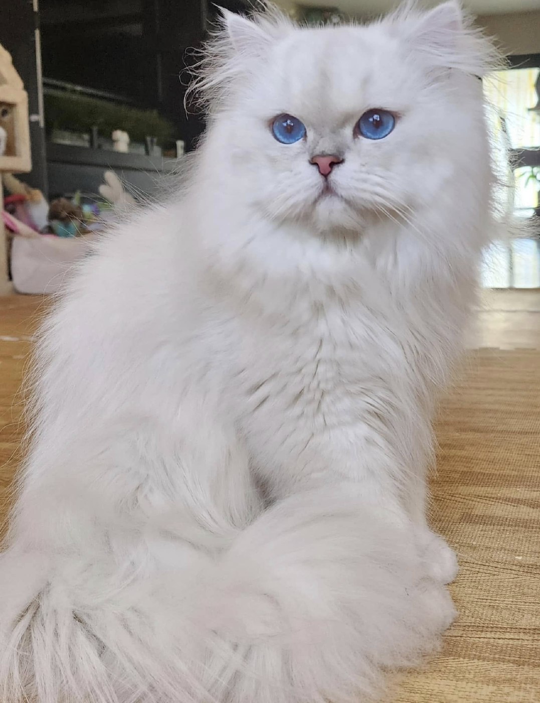 White Persian relaxing at home — now in a forever home