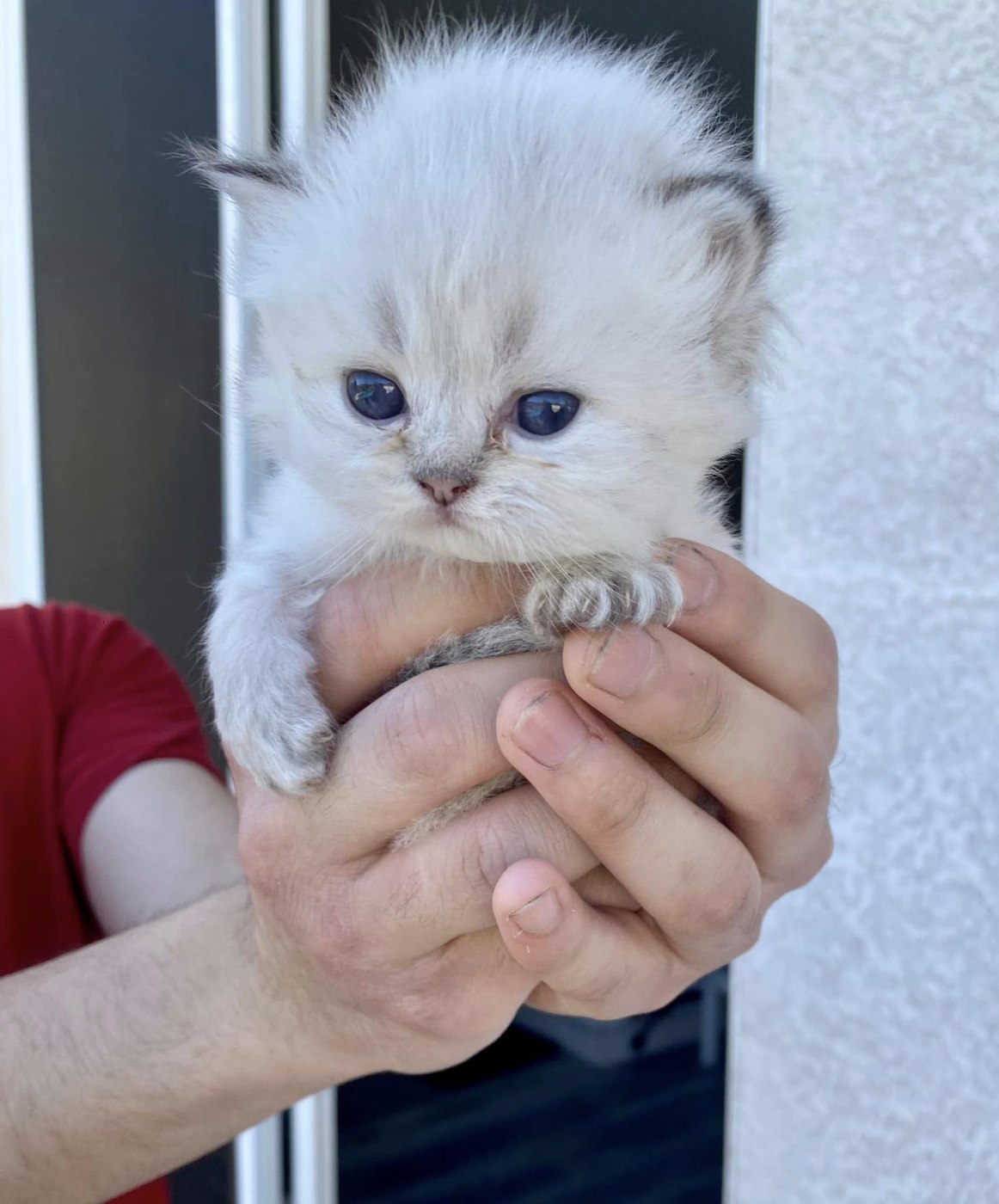 Blue-eyed Persian kitten — now in a forever home