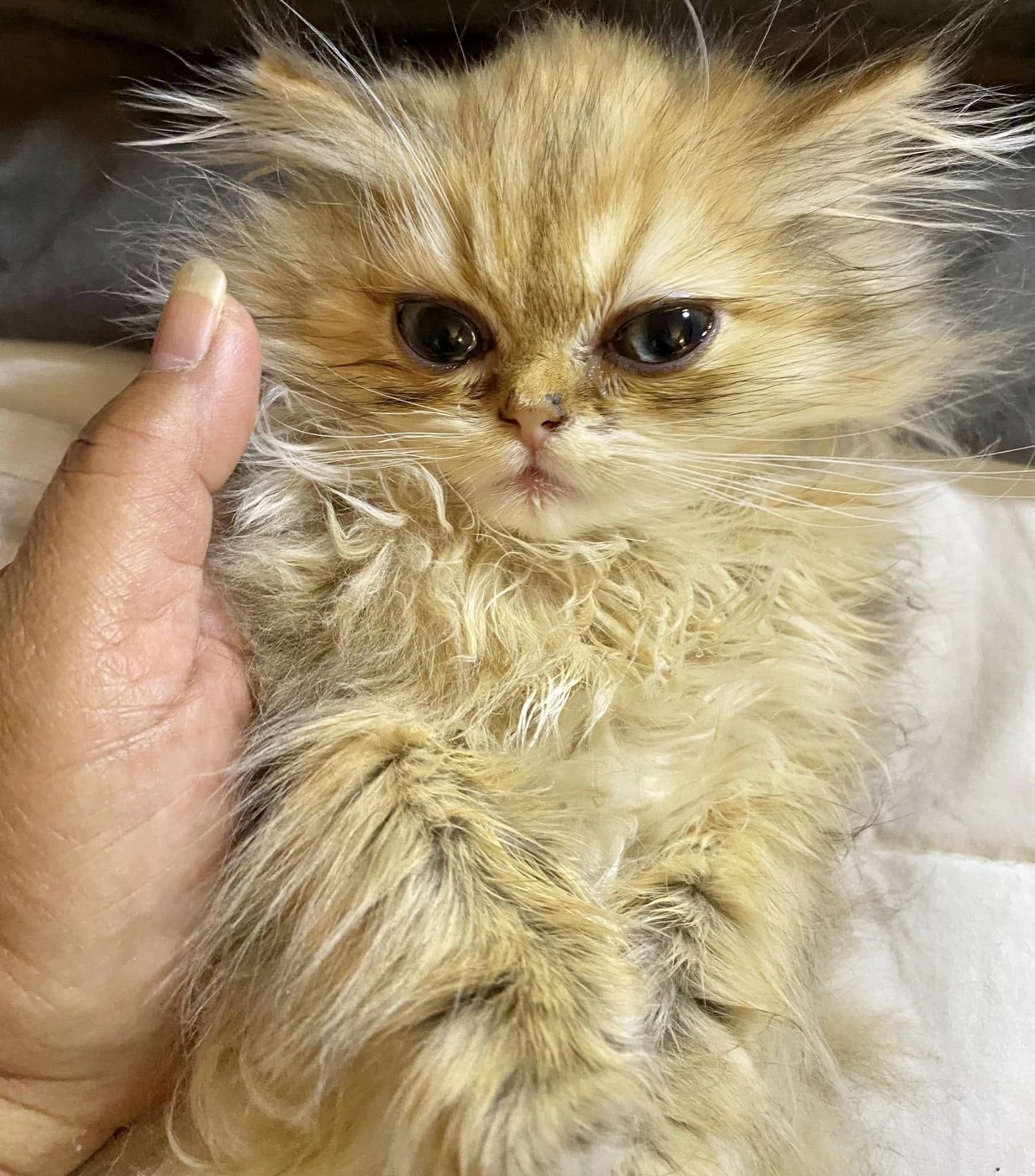 Golden Persian kitten close-up — now in a forever home