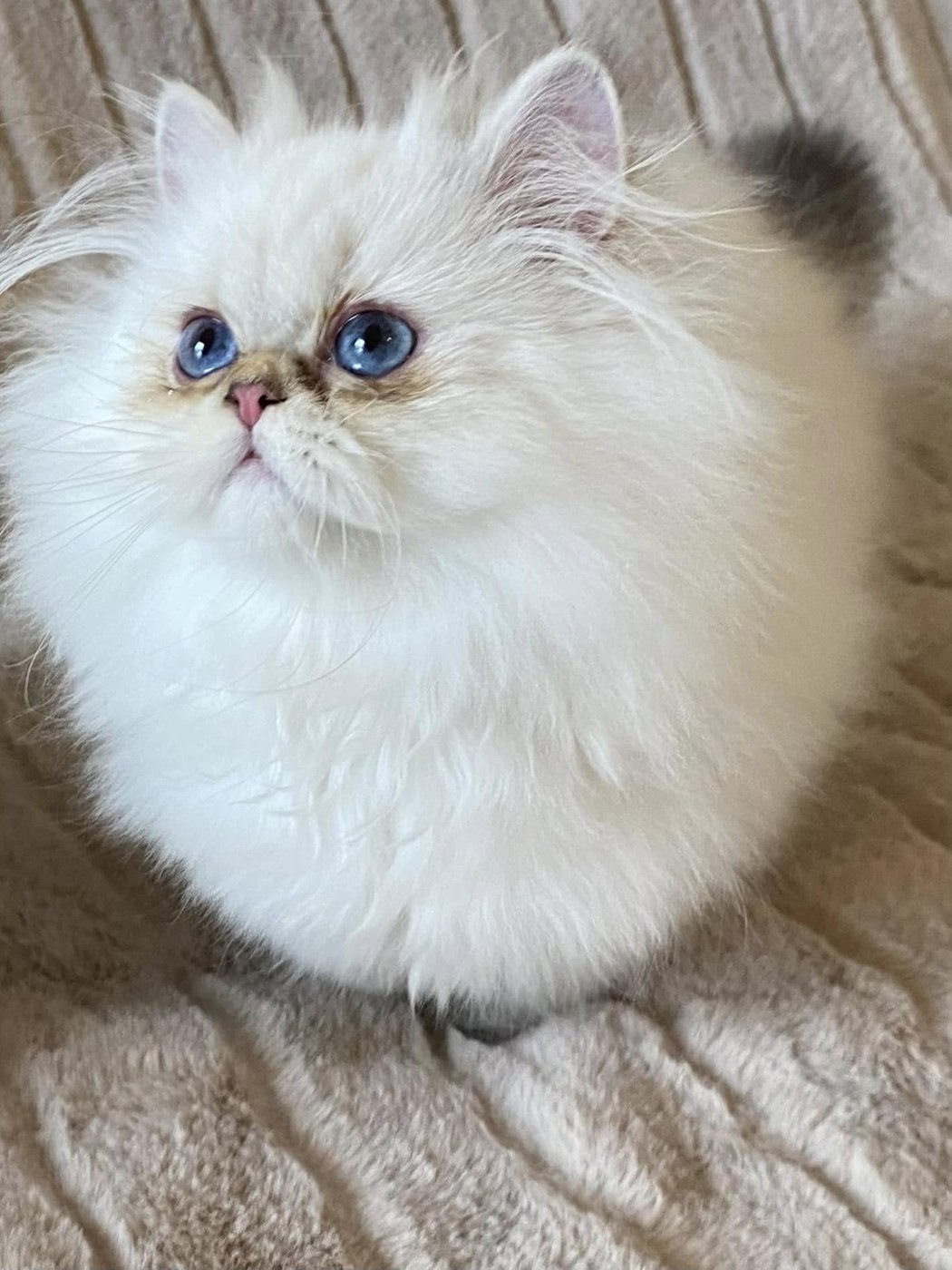 White Persian with blue eyes — now in a forever home