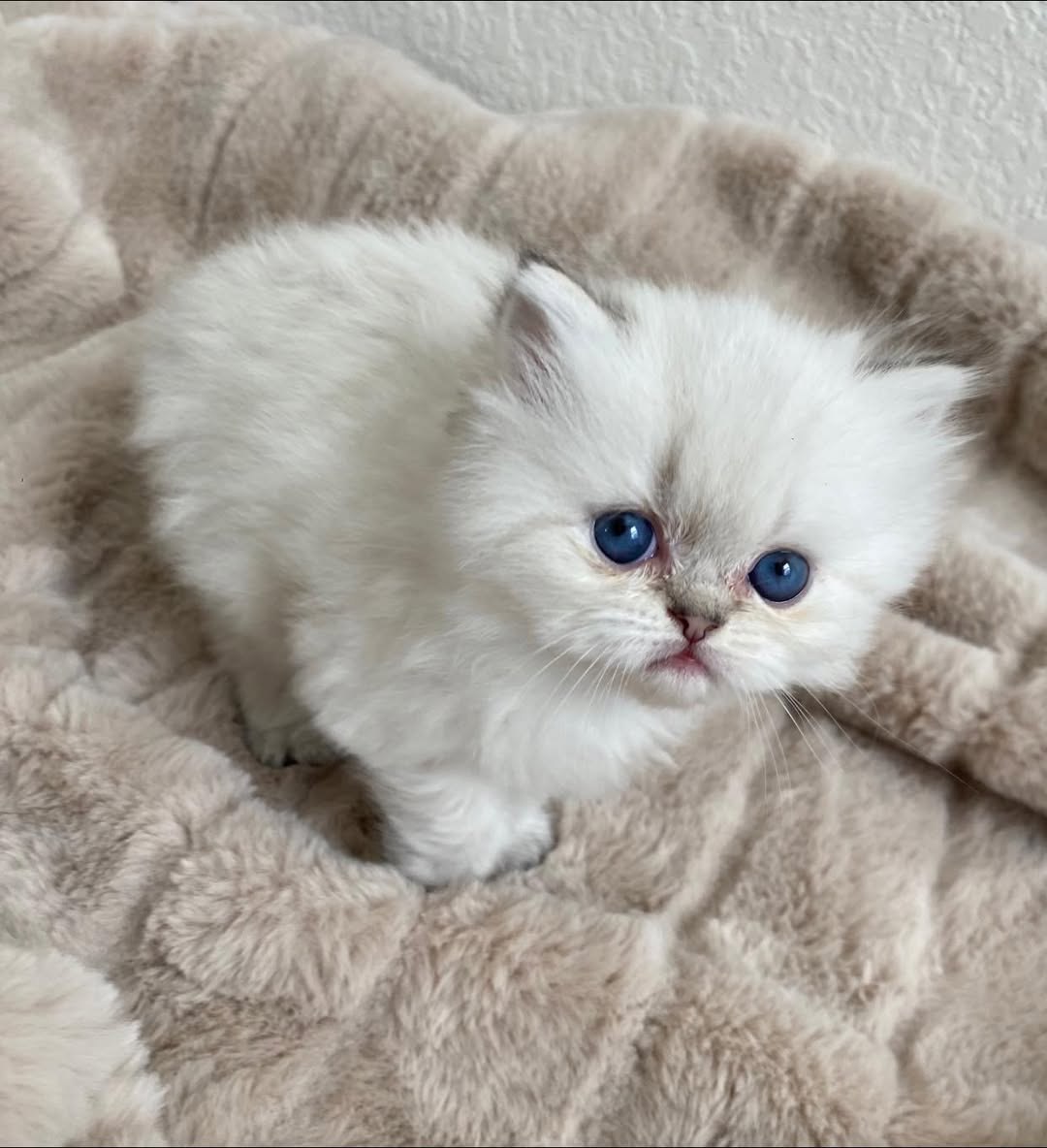 White Persian kitten on a blanket — now in a forever home