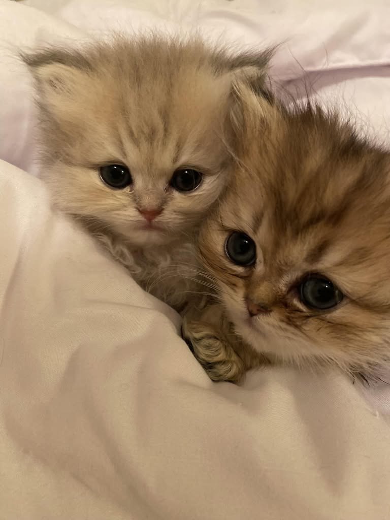Golden kittens snuggled together — now in a forever home