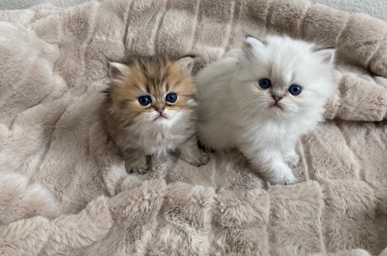 Two Persian kittens on a blanket — now in a forever home