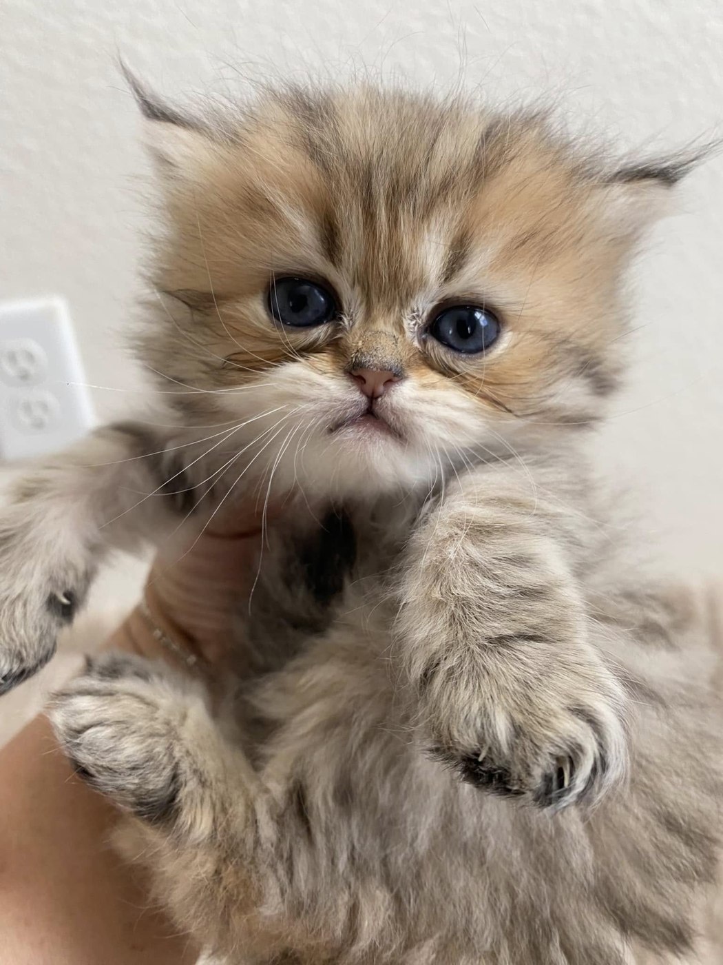 Golden Persian kitten portrait — now in a forever home