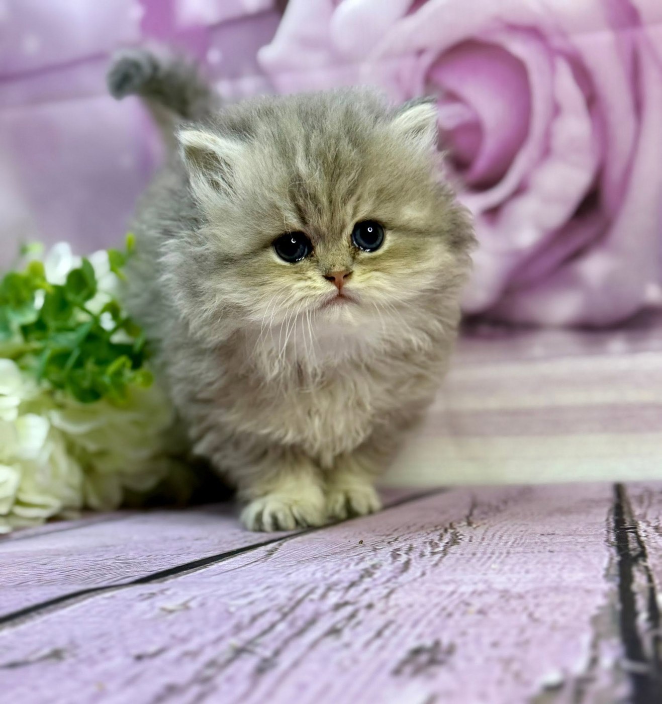 Persian kitten against a floral backdrop — now in a forever home