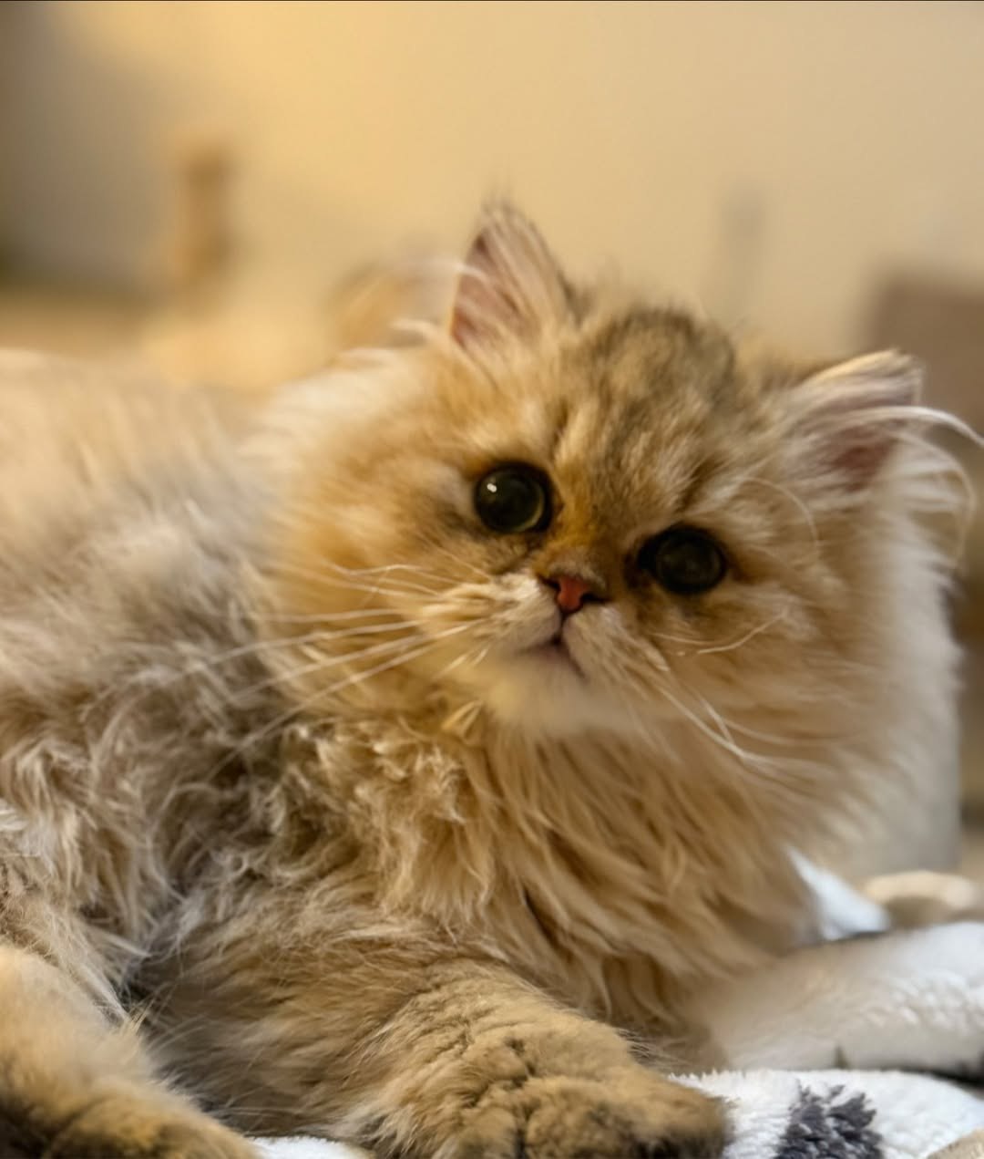 Golden Persian relaxing on a cushion — now in a forever home