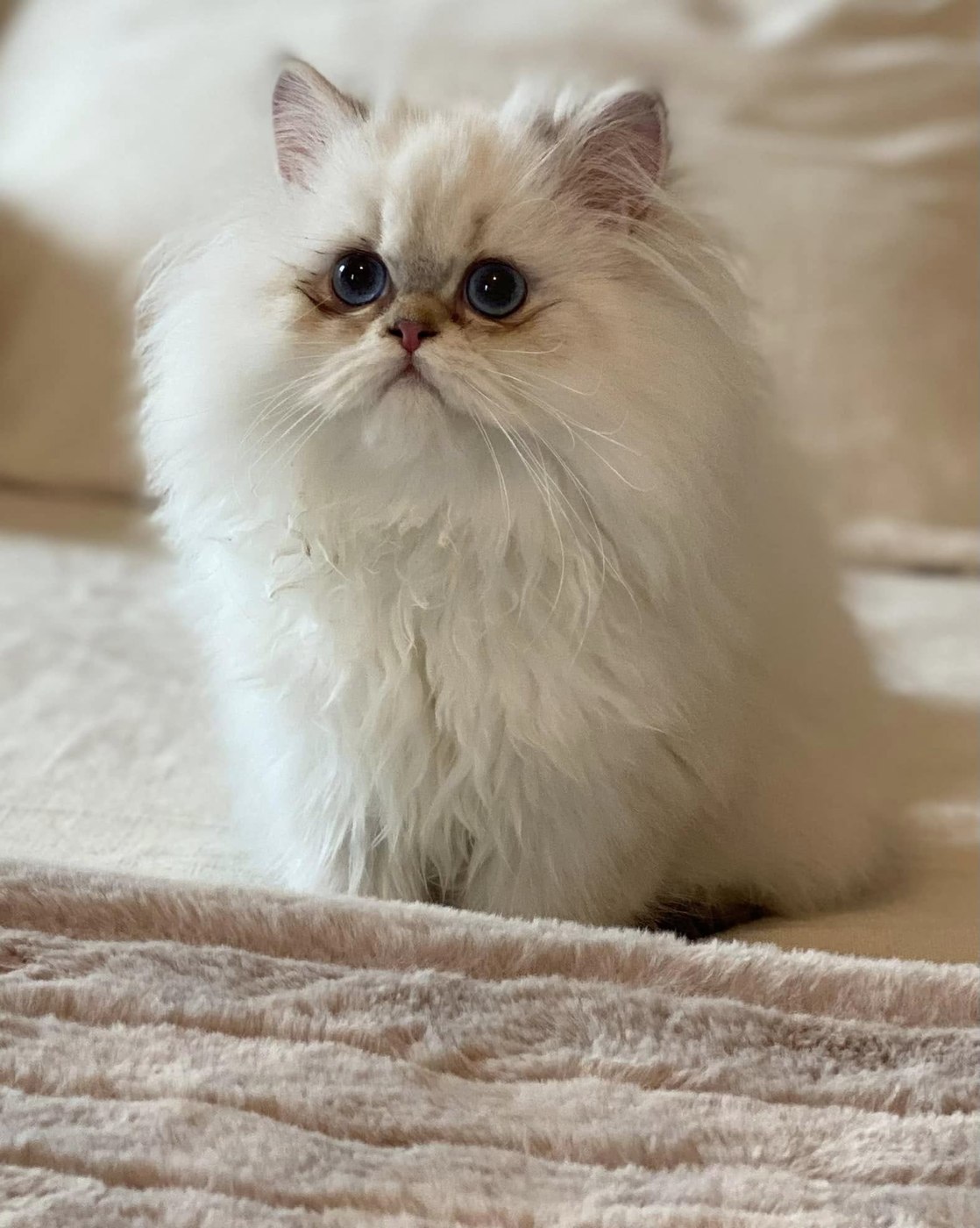 Persian resting beside a window — now in a forever home