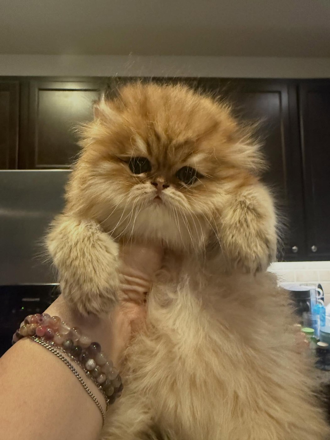 Golden Persian kitten held gently — now in a forever home