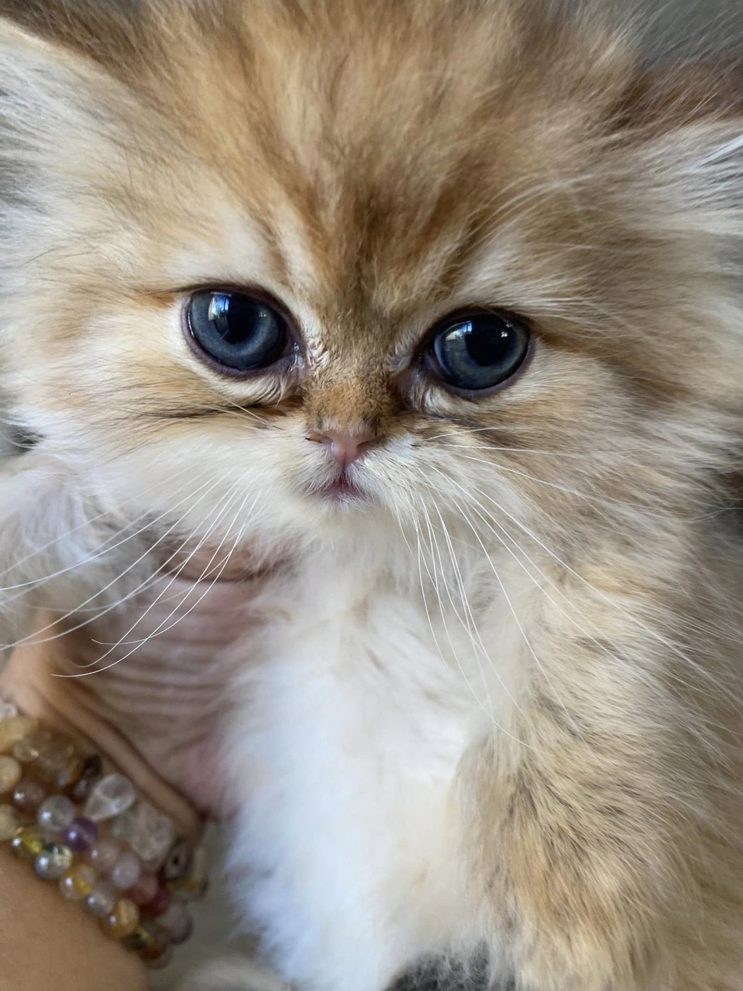 Golden Persian kitten close-up — now in a forever home