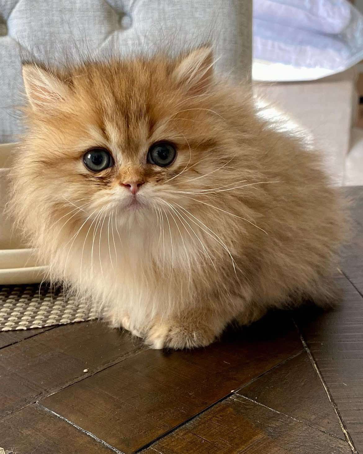 Shaded Golden Doll Faces Persian kitten