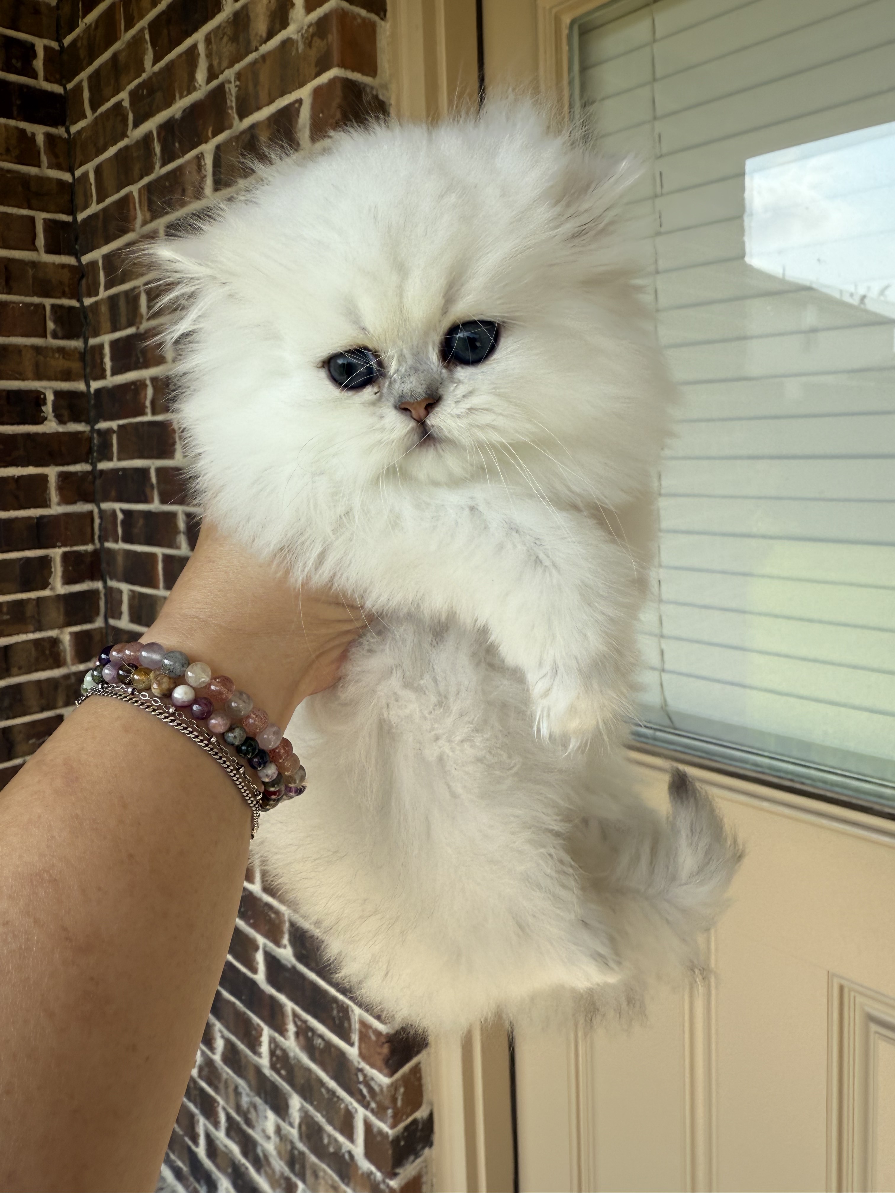 Isabella, a female Silver Chinchilla Point Persian kitten