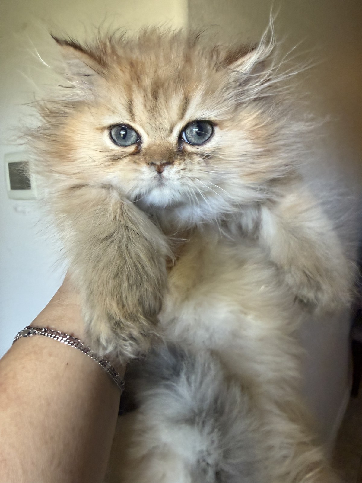 Kai, male Golden Persian kitten, photo 1