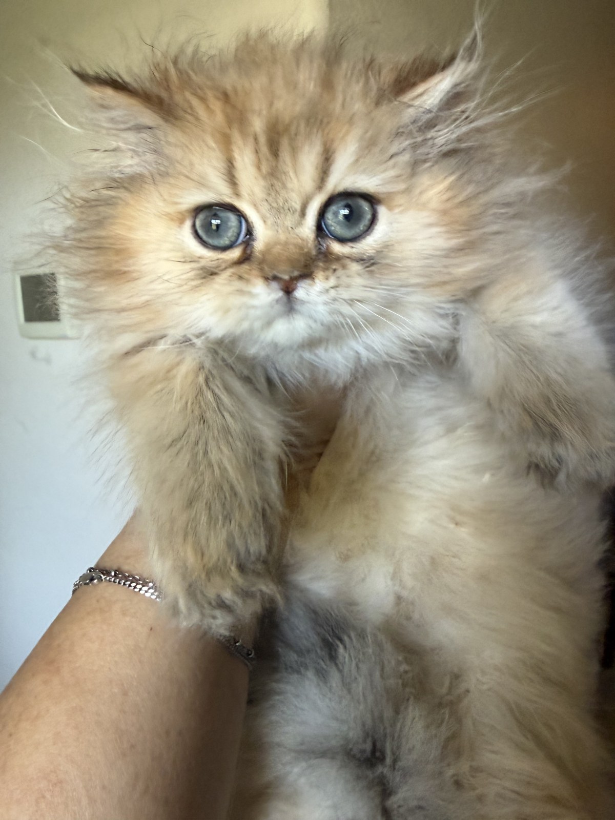 Kai, male Golden Persian kitten, photo 2