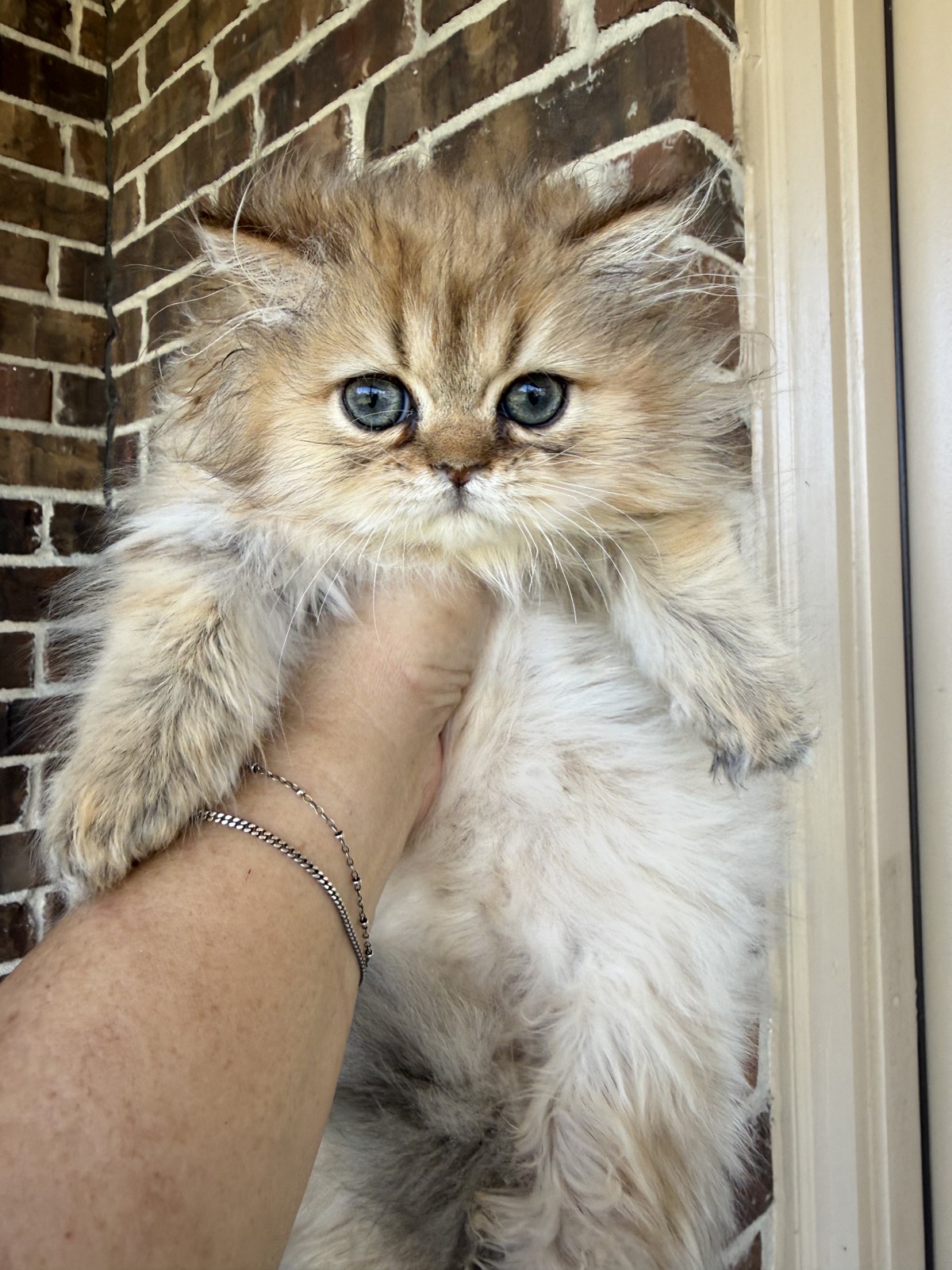 Kai, a male Golden Persian kitten, 10 weeks old