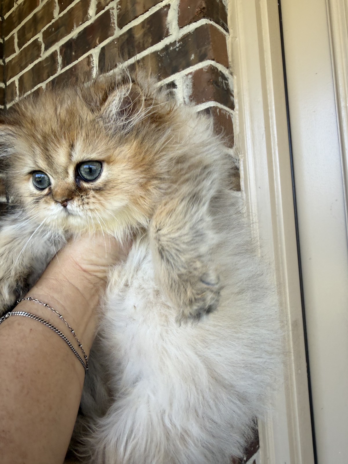 Kai, male Golden Persian kitten, photo 4