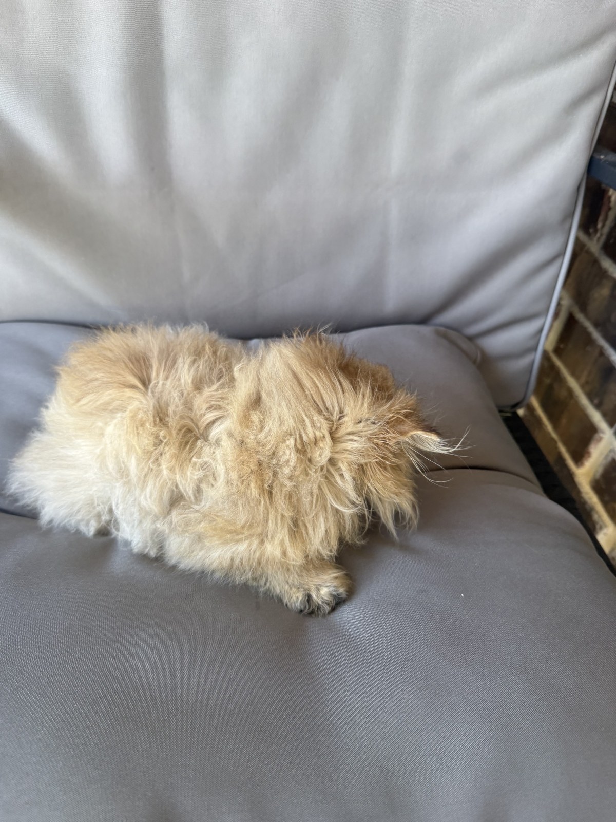 Kai, male Golden Persian kitten, photo 5