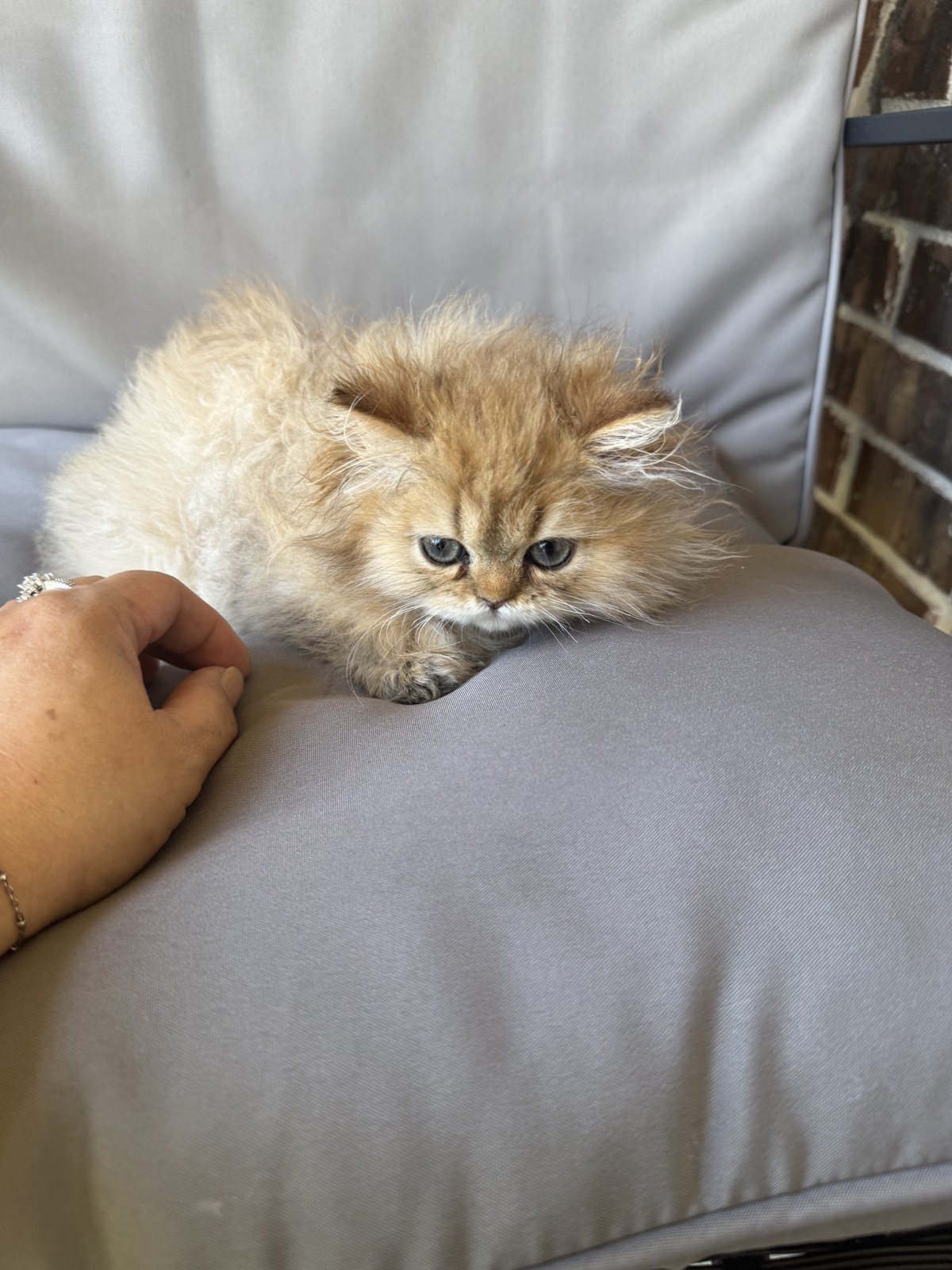 Kai, male Golden Persian kitten, photo 6