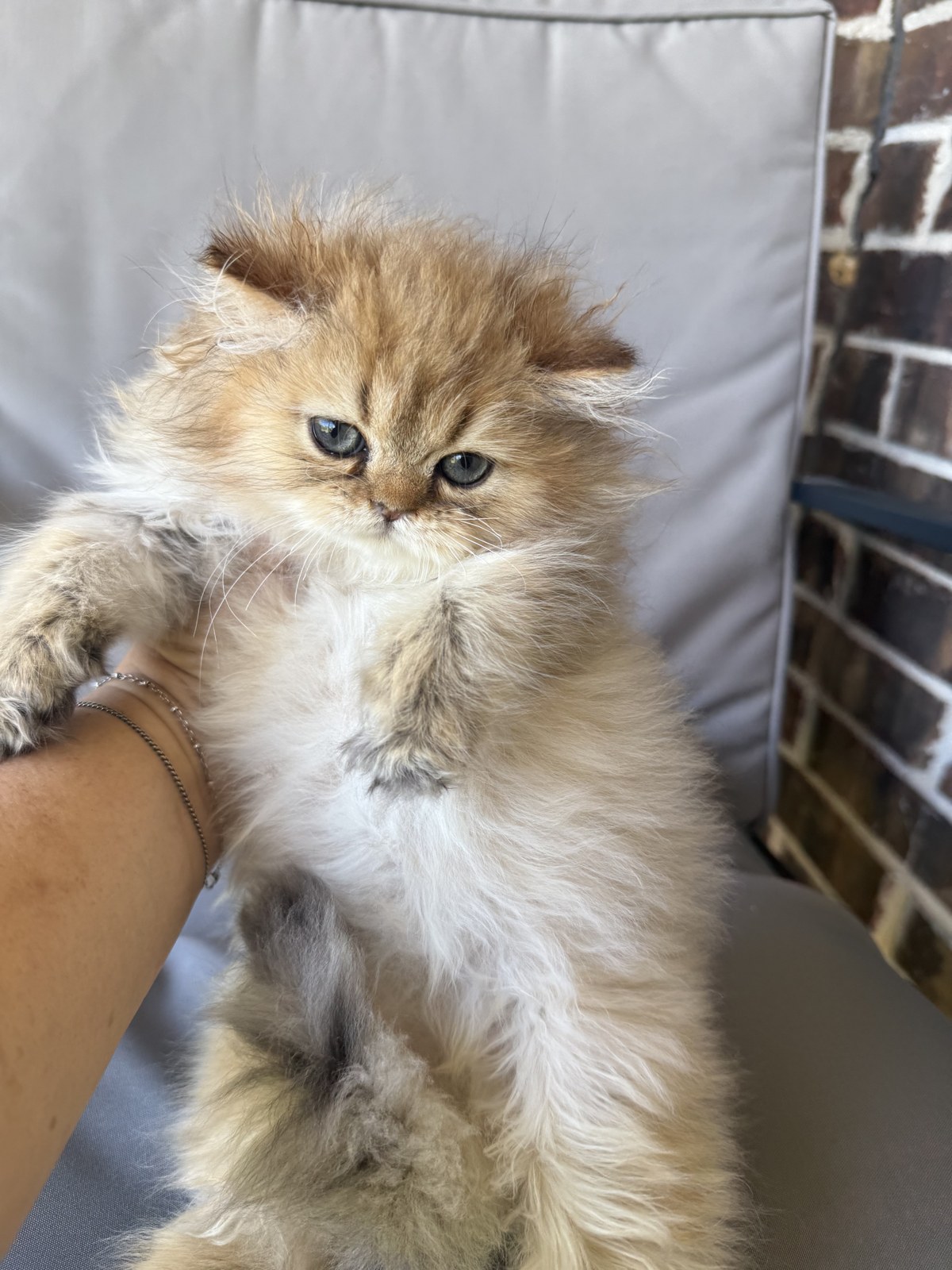 Kai, male Golden Persian kitten, photo 7