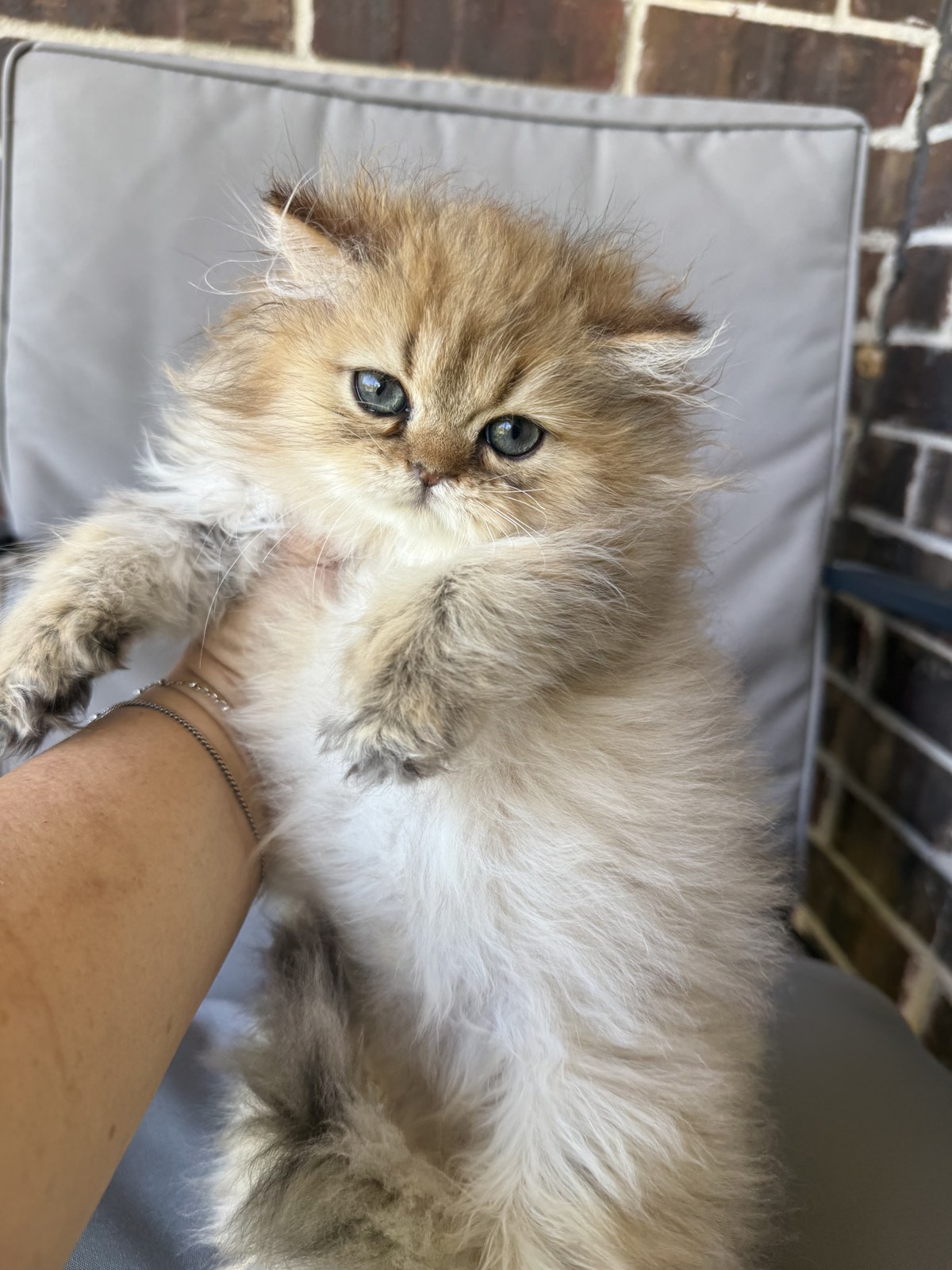 Kai, male Golden Persian kitten, photo 8