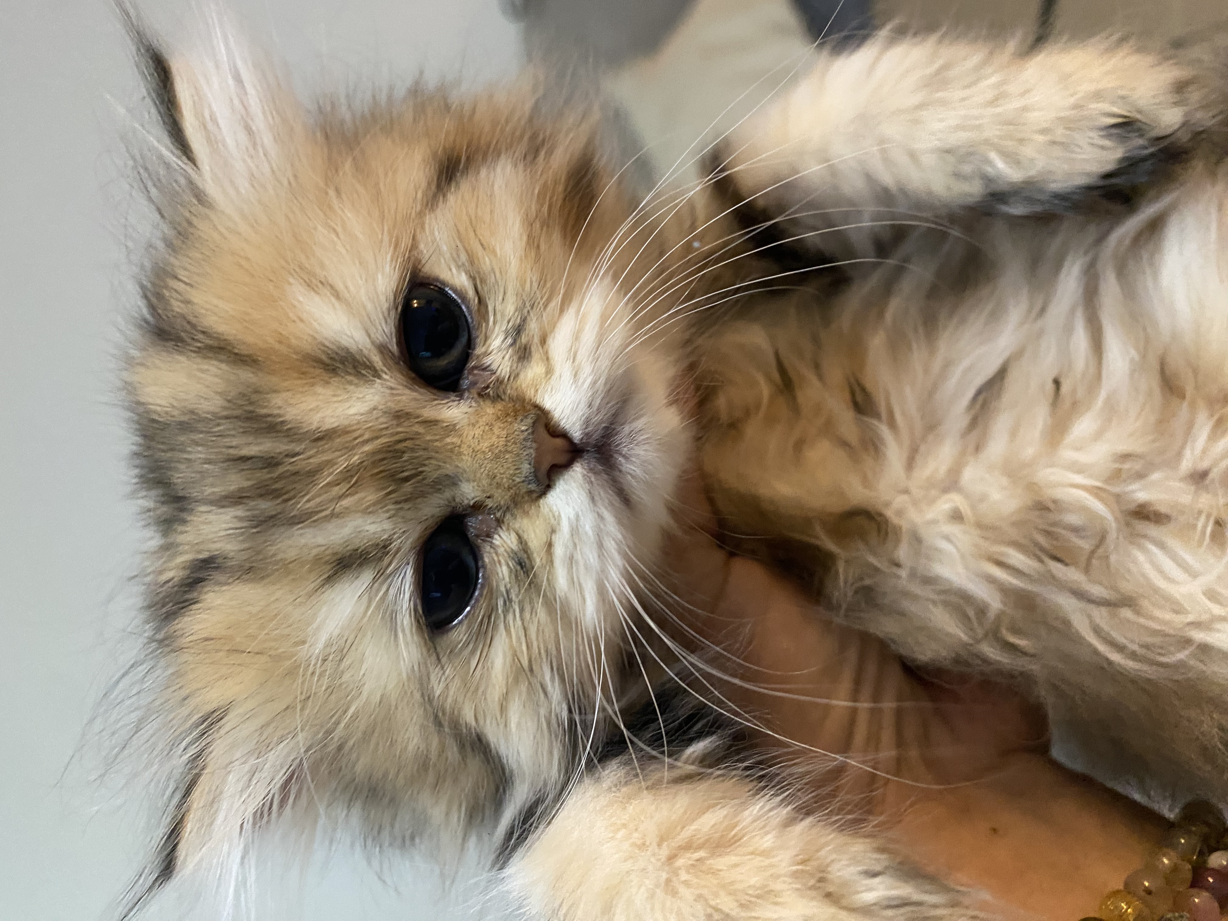 Golden Persian kitten close-up