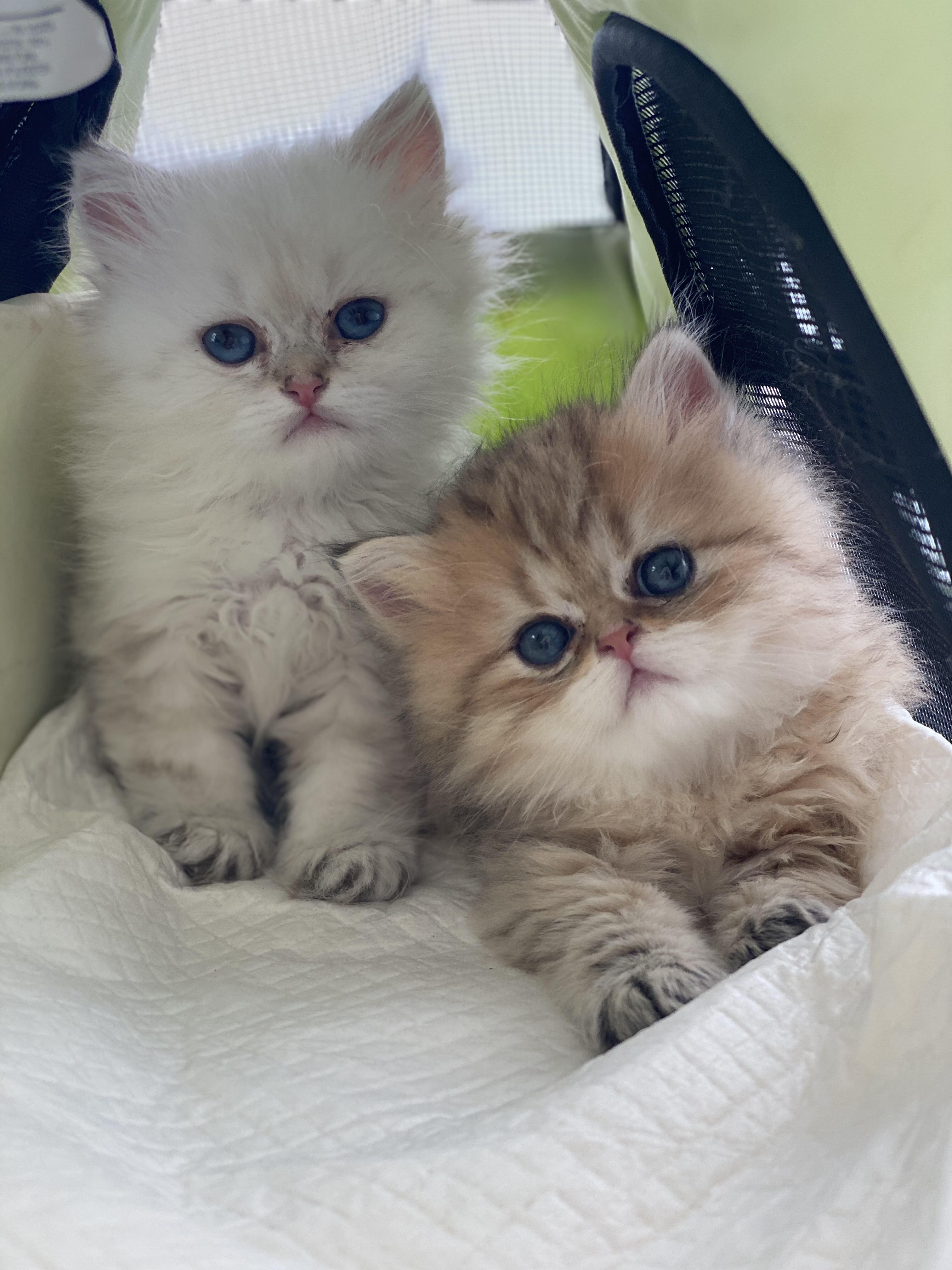 Two Persian kittens resting together