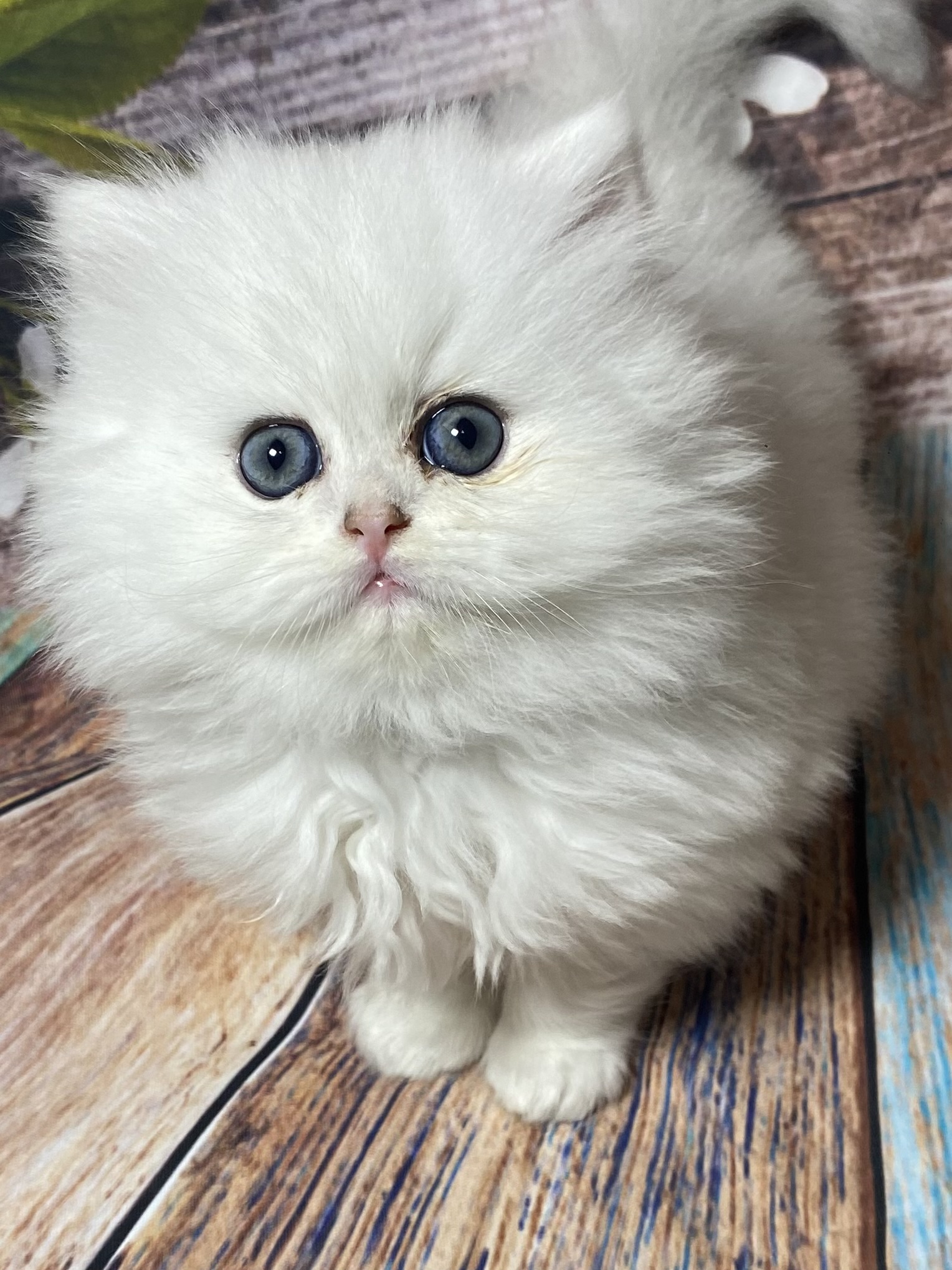 White Persian kitten with blue eyes