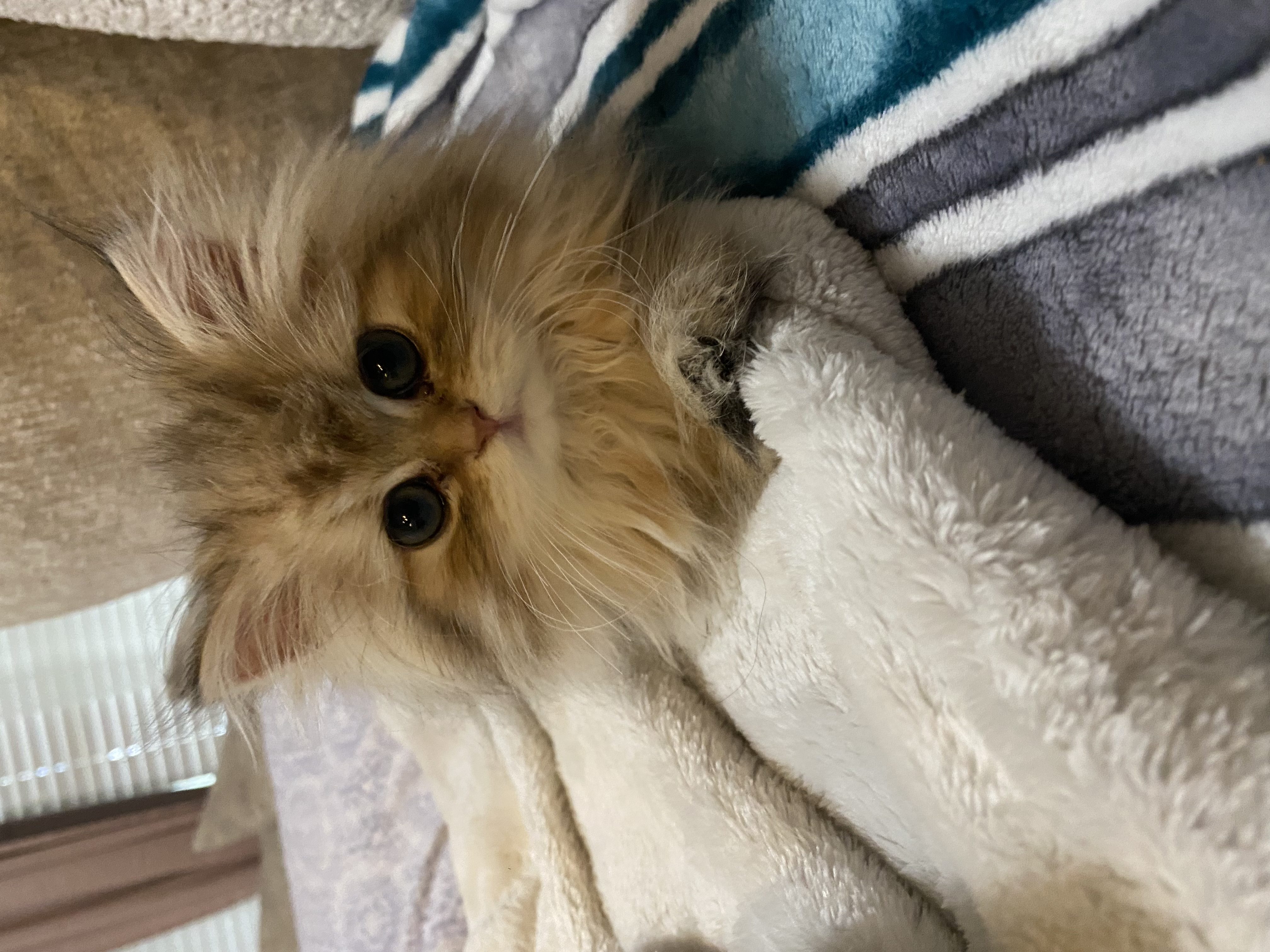 Golden Persian kitten nestled in a blanket
