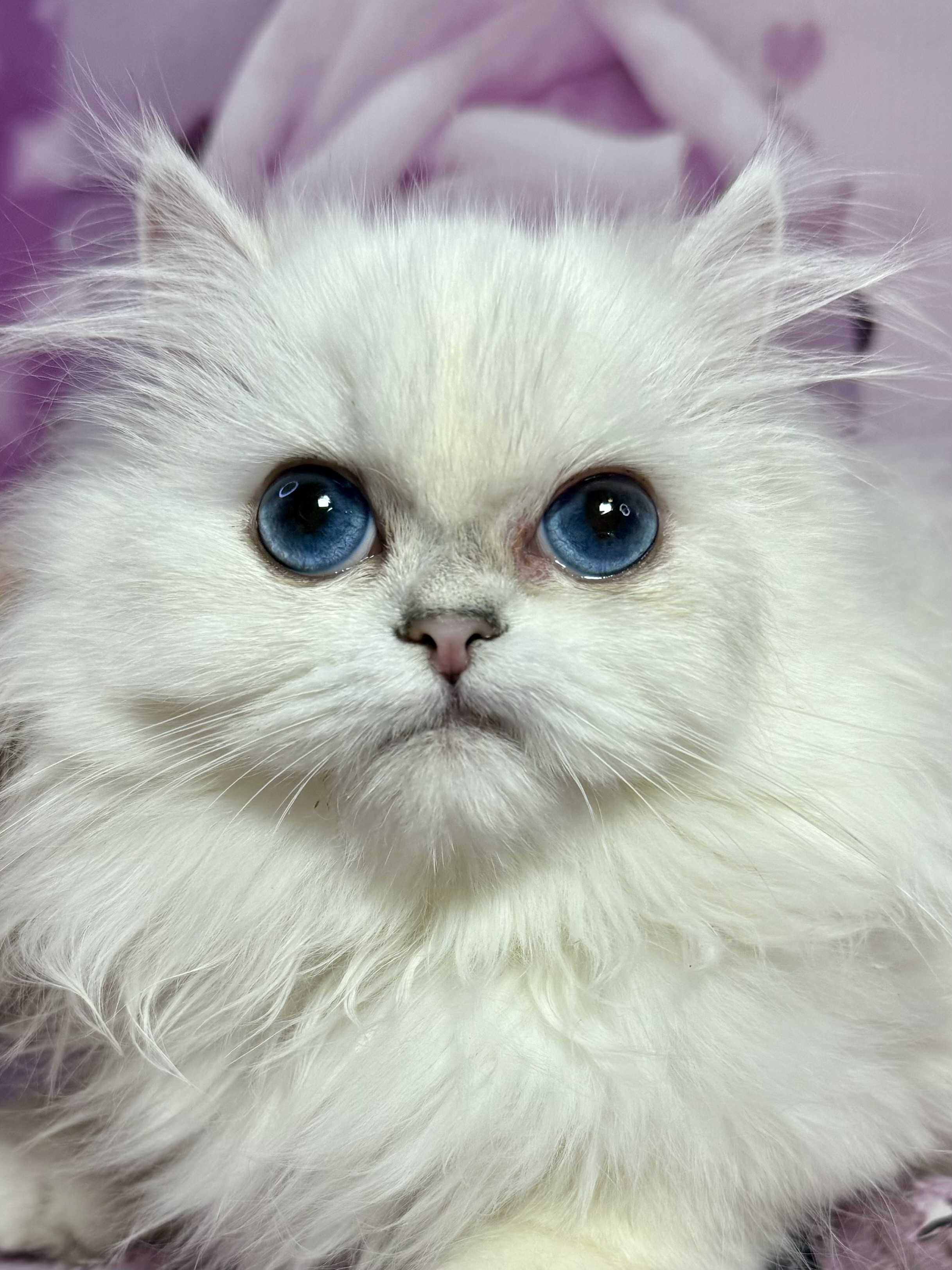 White Persian kitten portrait