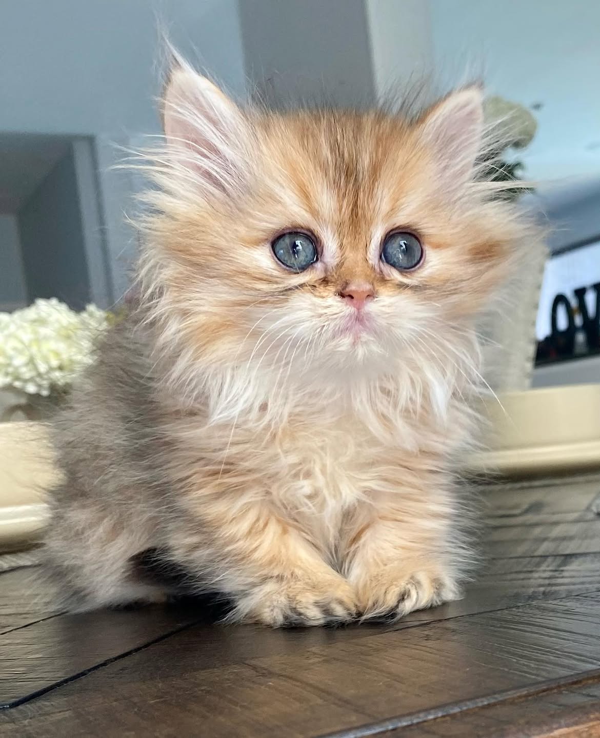 Golden Persian kitten sitting at home