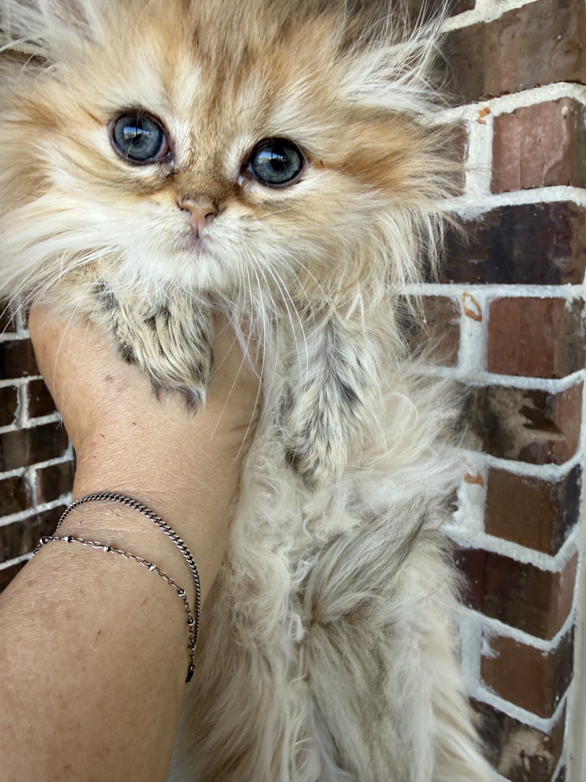 Luna, female Golden Chinchilla Persian kitten, photo 1
