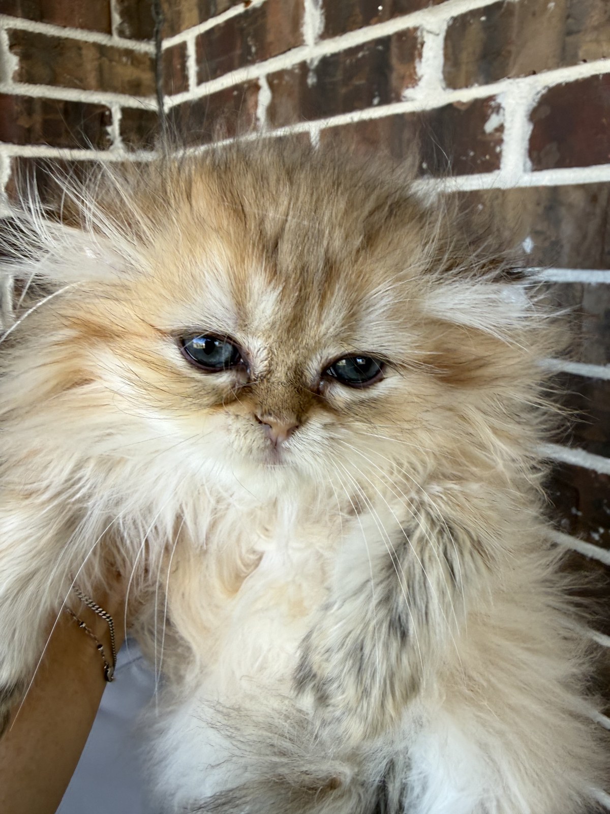 Luna, female Golden Chinchilla Persian kitten, photo 2