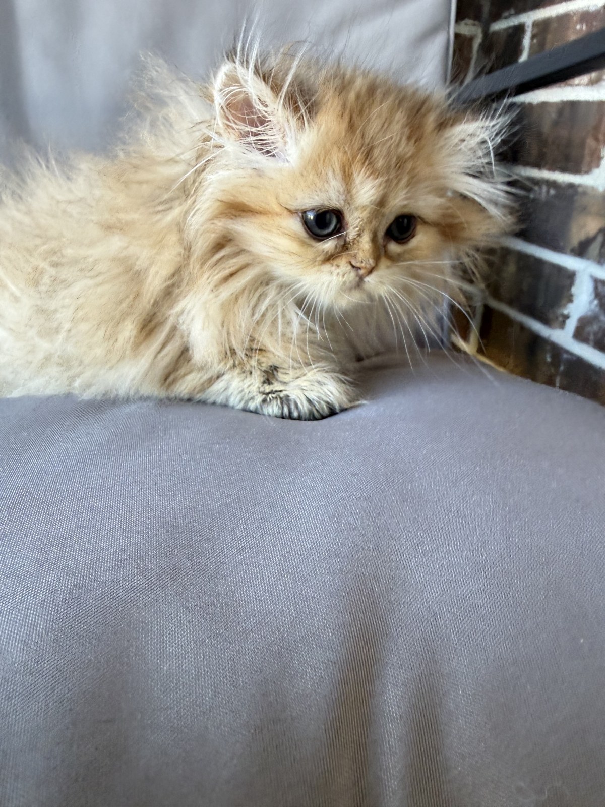 Luna, female Golden Chinchilla Persian kitten, photo 3
