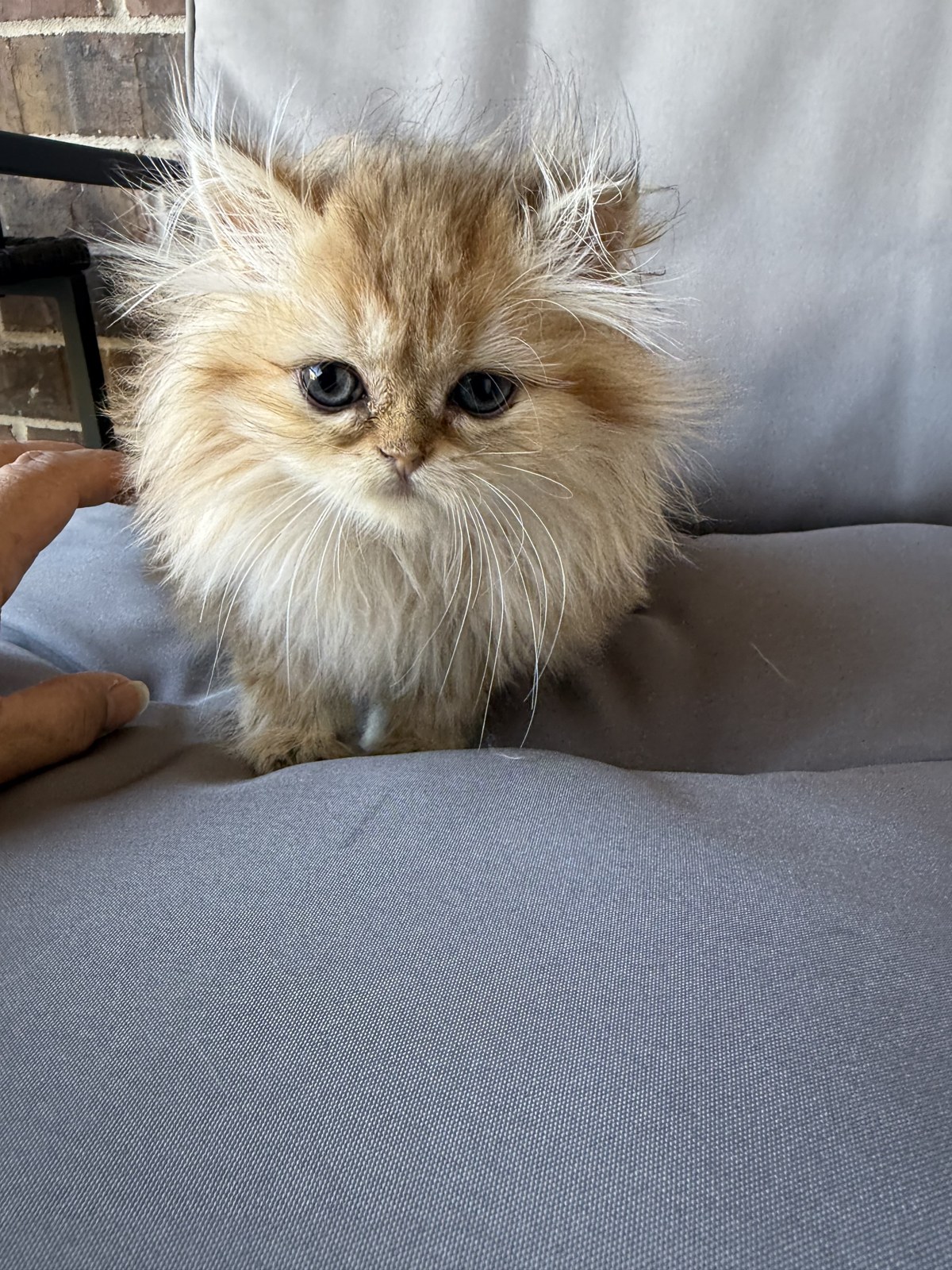 Luna, female Golden Chinchilla Persian kitten, photo 6