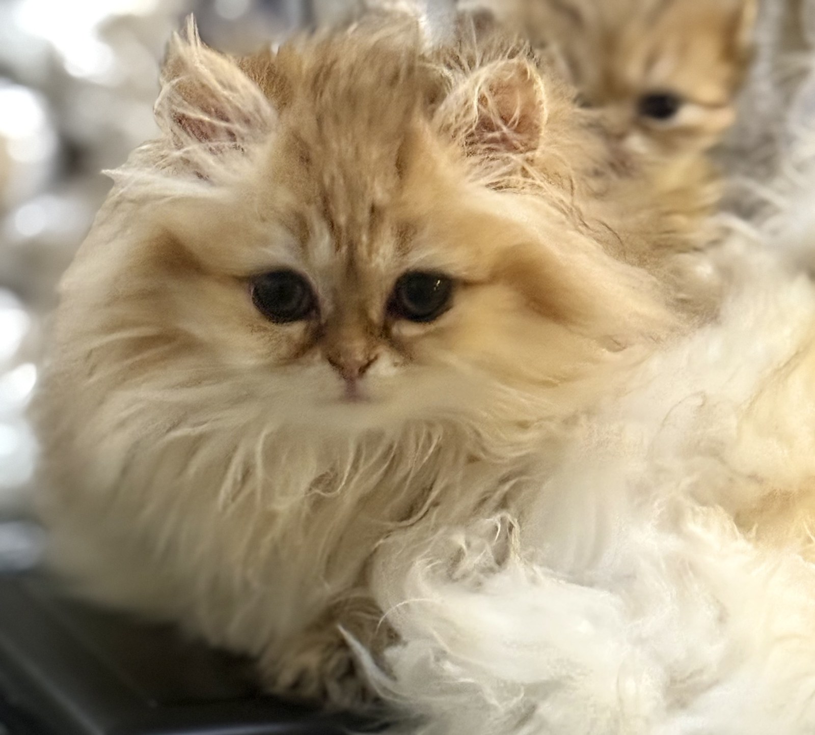 Luna, female Golden Chinchilla Persian kitten, photo 5