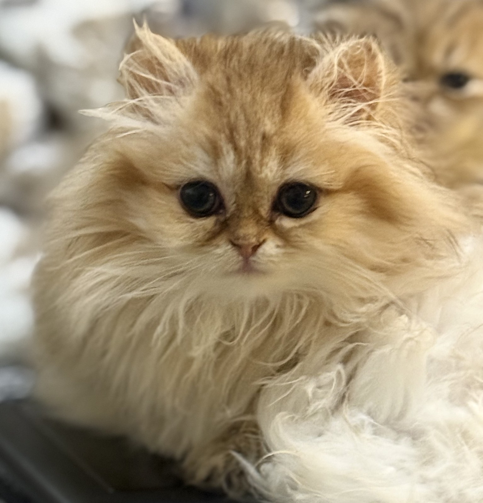 Luna, female Golden Chinchilla Persian kitten, 10 weeks old
