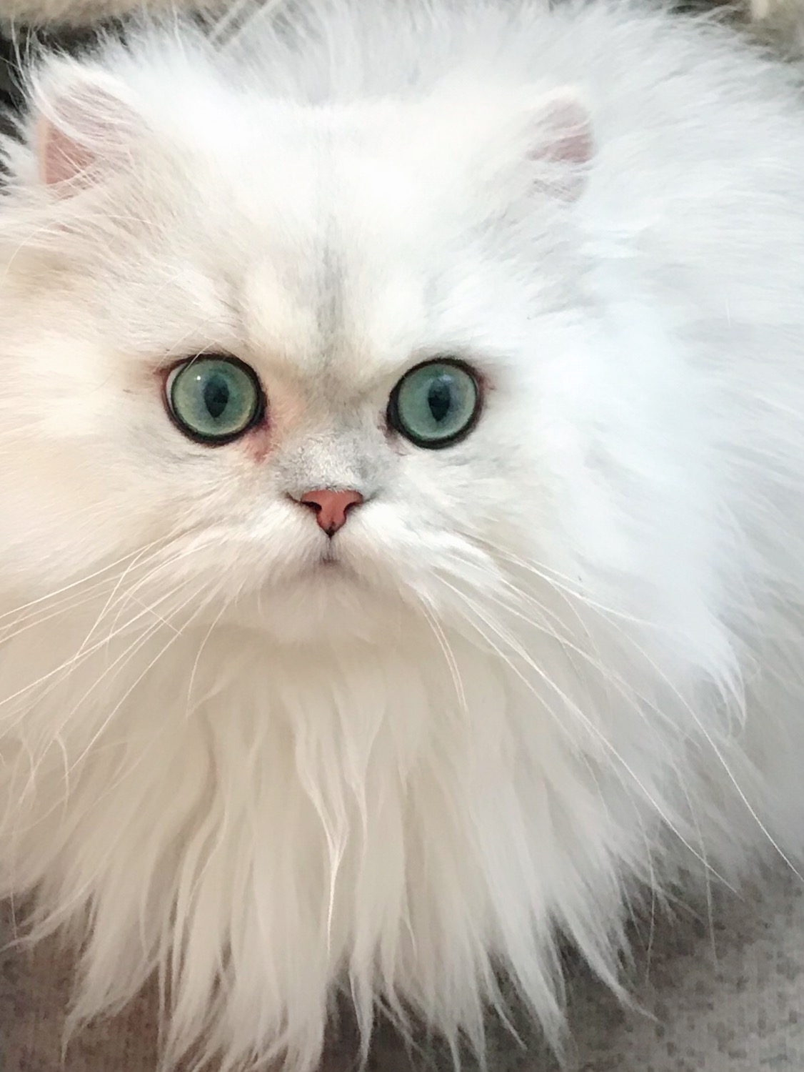 Mello, an adult Shaded Silver Persian